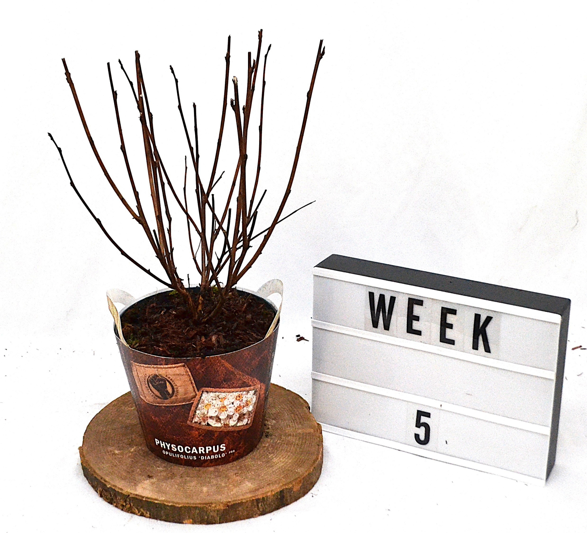 Physocarpus opulif. 'Diabolo' C3, D 19