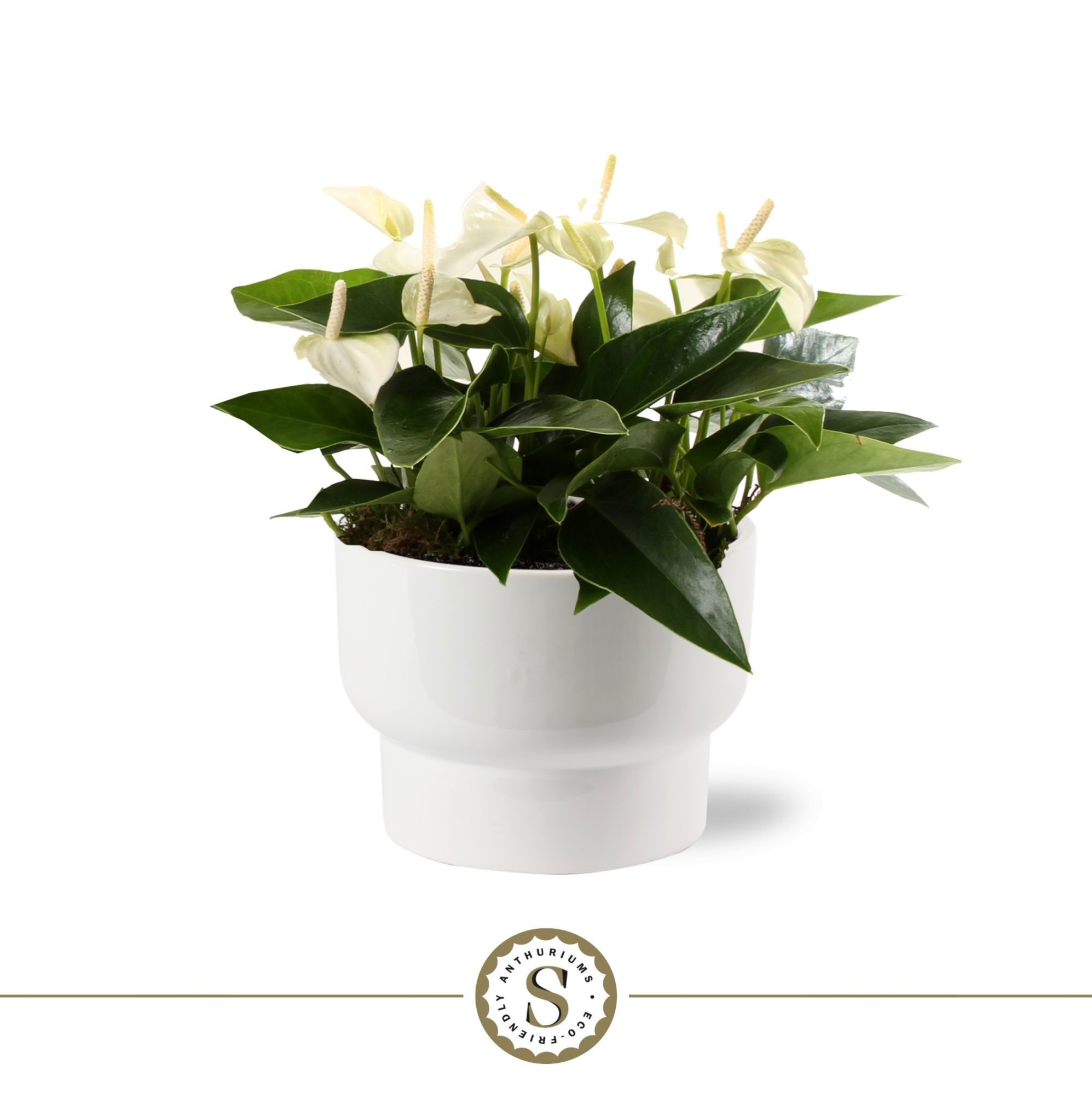 Athene Keramiek White - White, D 17