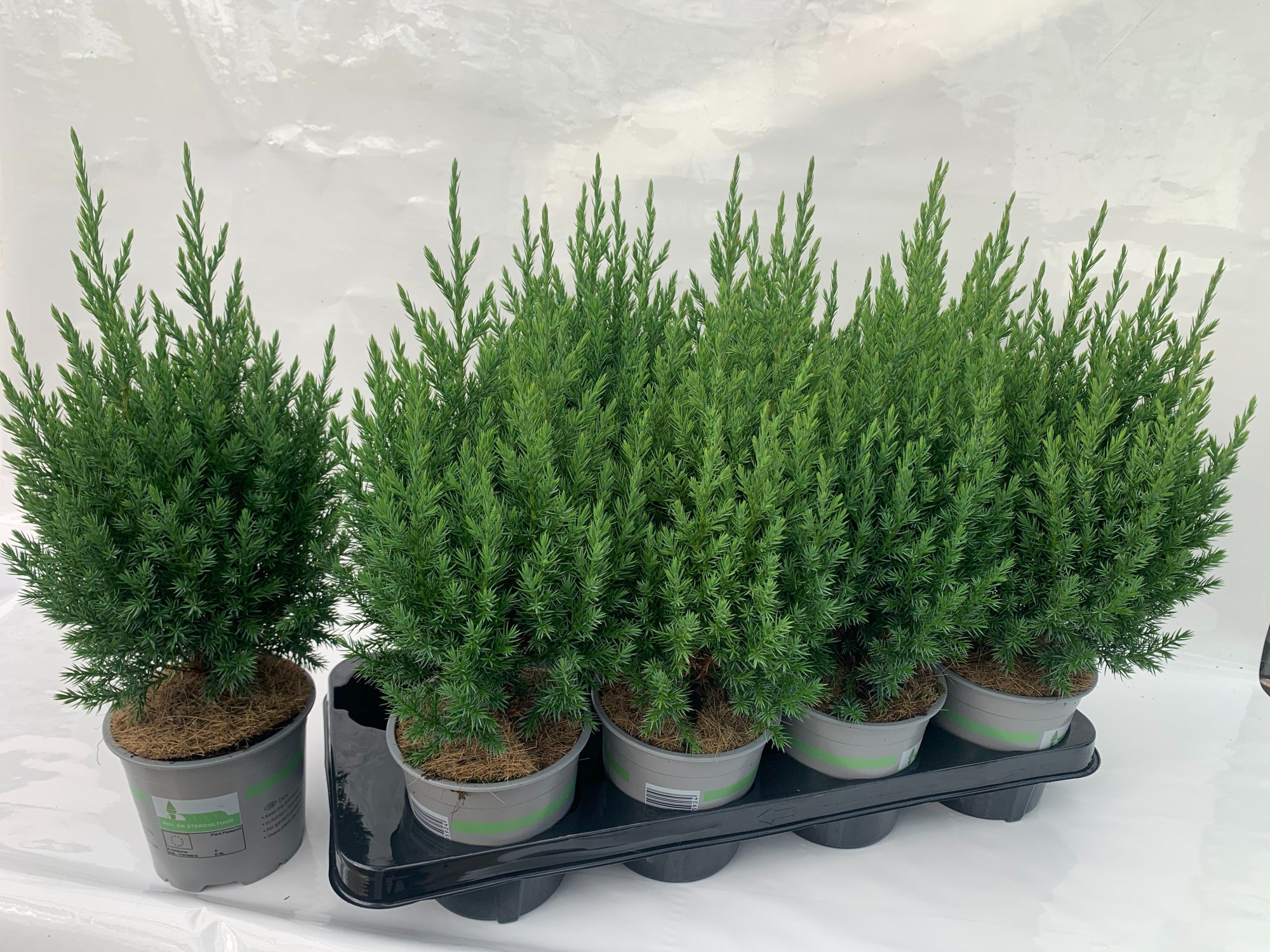 Jun. chin. Stricta, D 13