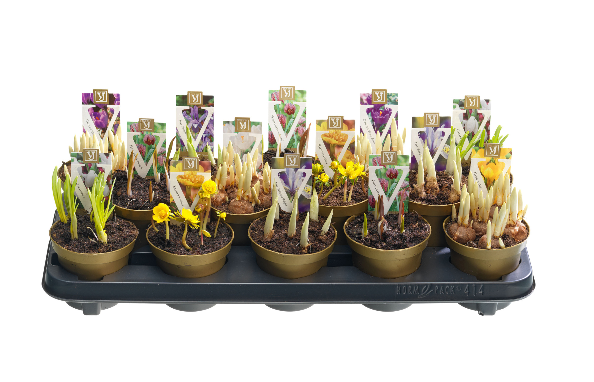 Bollen mix special, D 10,5