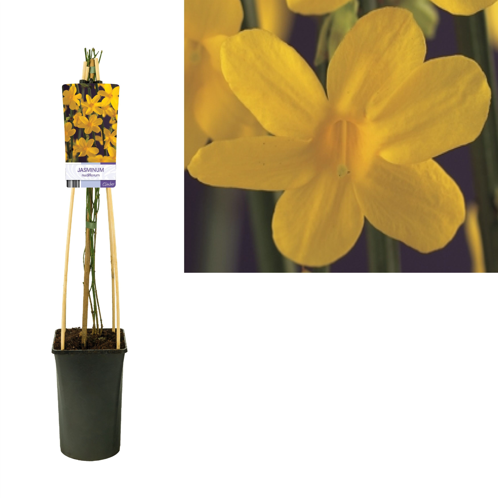 Jasminum nudiflorum +light label, D 17