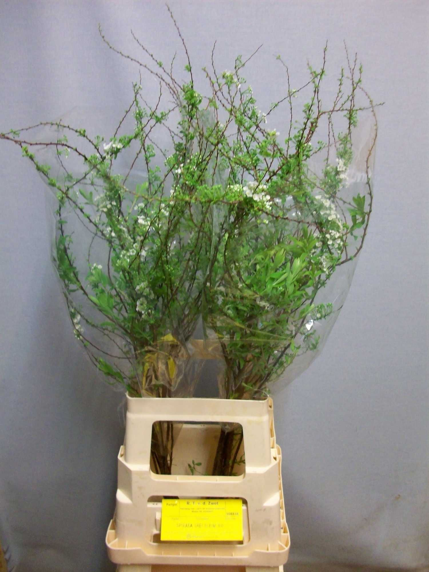 Спирея Грефшейм 80 (бел.), шт.