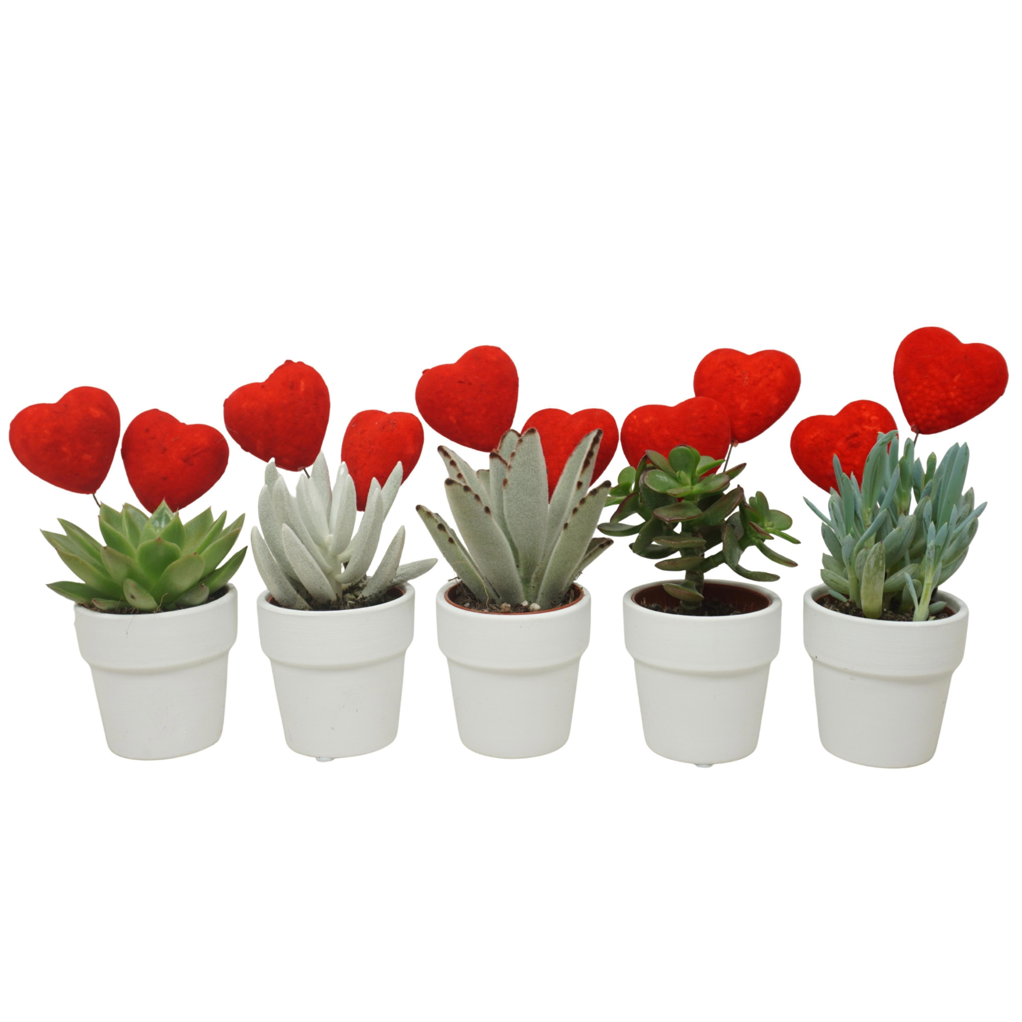 Succulent mix in 6 cm 'Wit Kraagpotje' met 2 rode hartjes, D 5,5