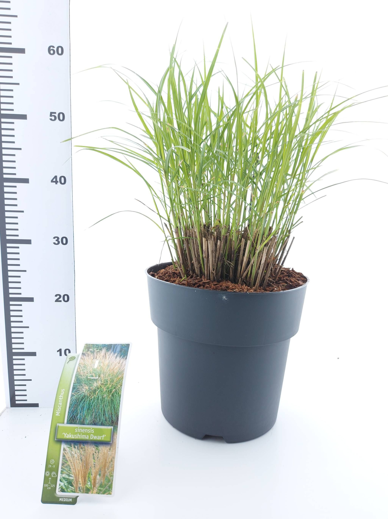 Miscanthus sin. 'Yakushima Dwarf', D 29