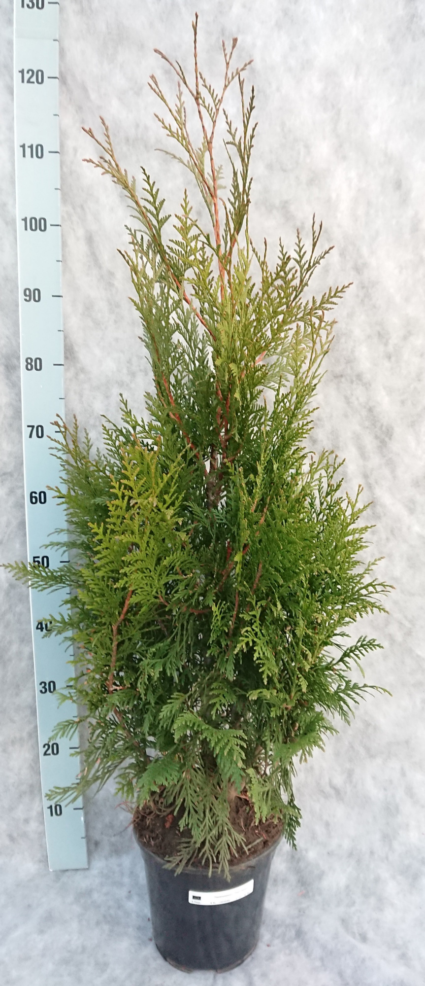 Thuja plicata Excelsa 105, D 21