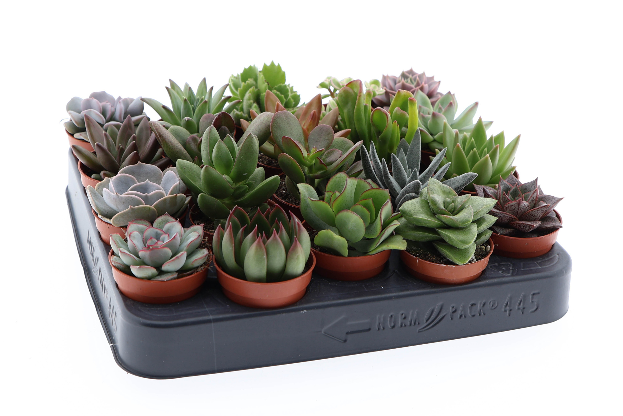 Succulent mix, D 5,5