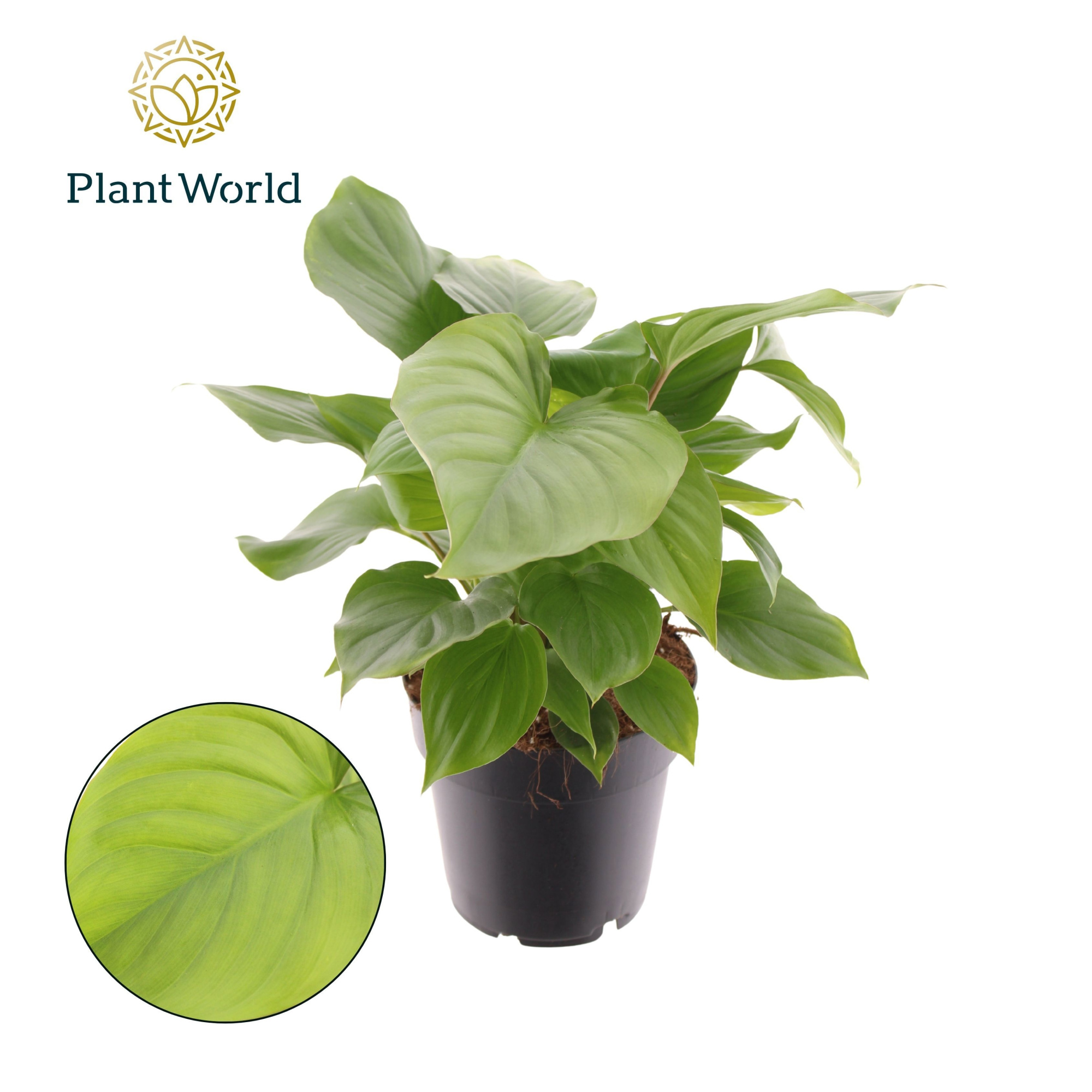 Homalomena rubescens 'Maggy', D 14