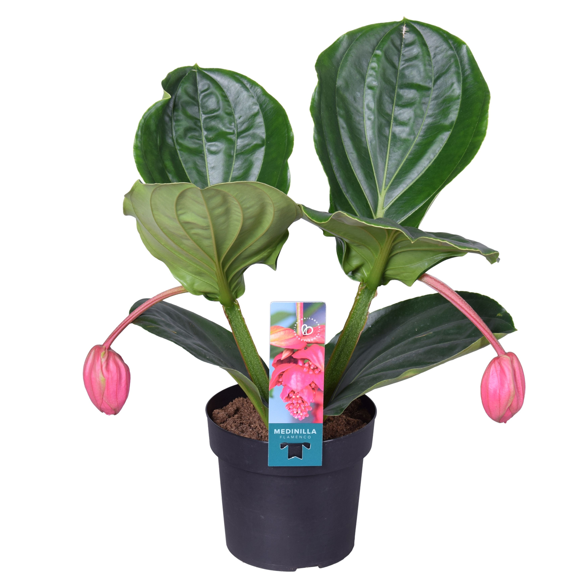 Medinilla Magnifica Flamenco 1 etage 2 knop, D 17