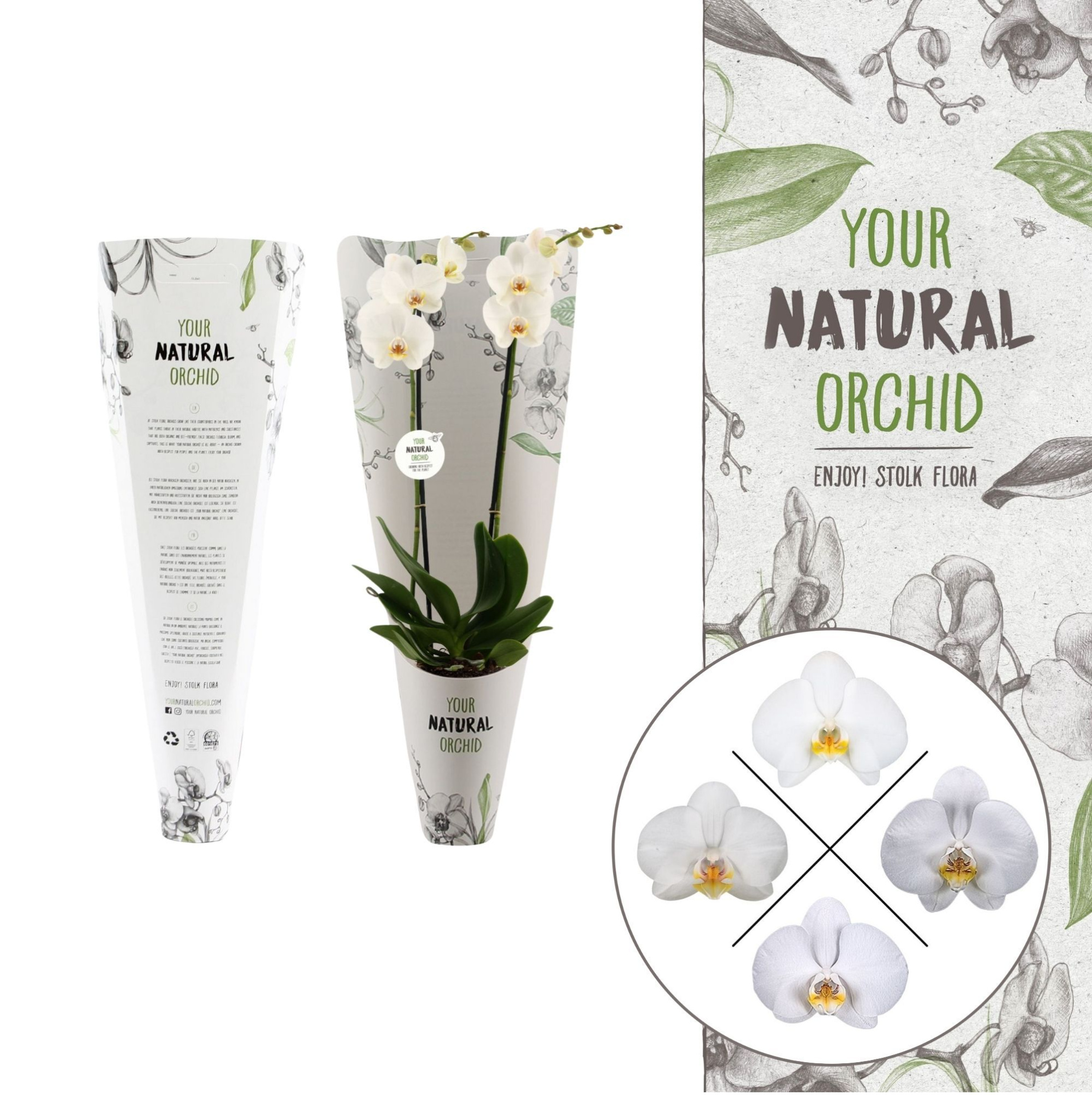 Your Natural Orchid | White in Gift pack | Phalaenopsis 2 spike, D 12