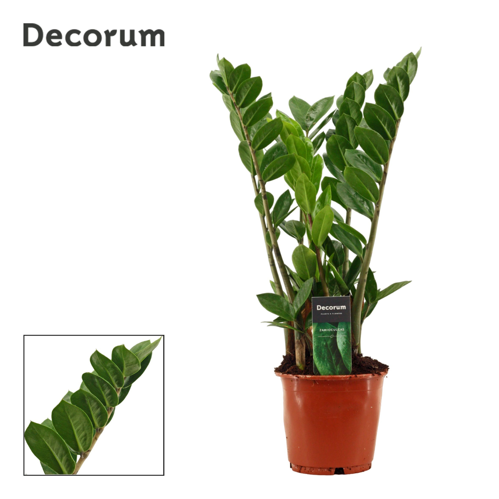 Zamioculcas 14 cm compact, 4+ veren (Decorum), D 14