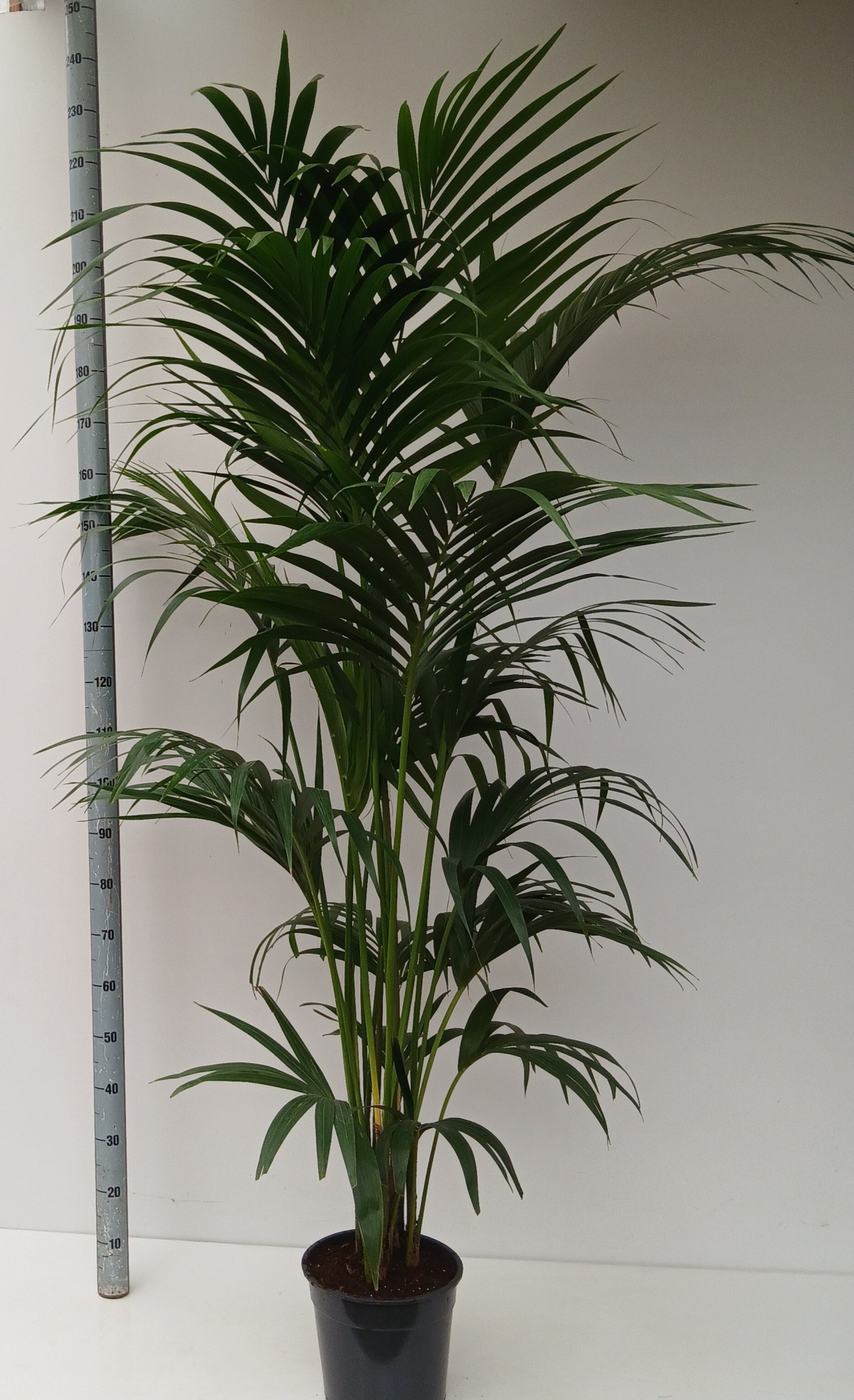 howea forsteriana, D 27