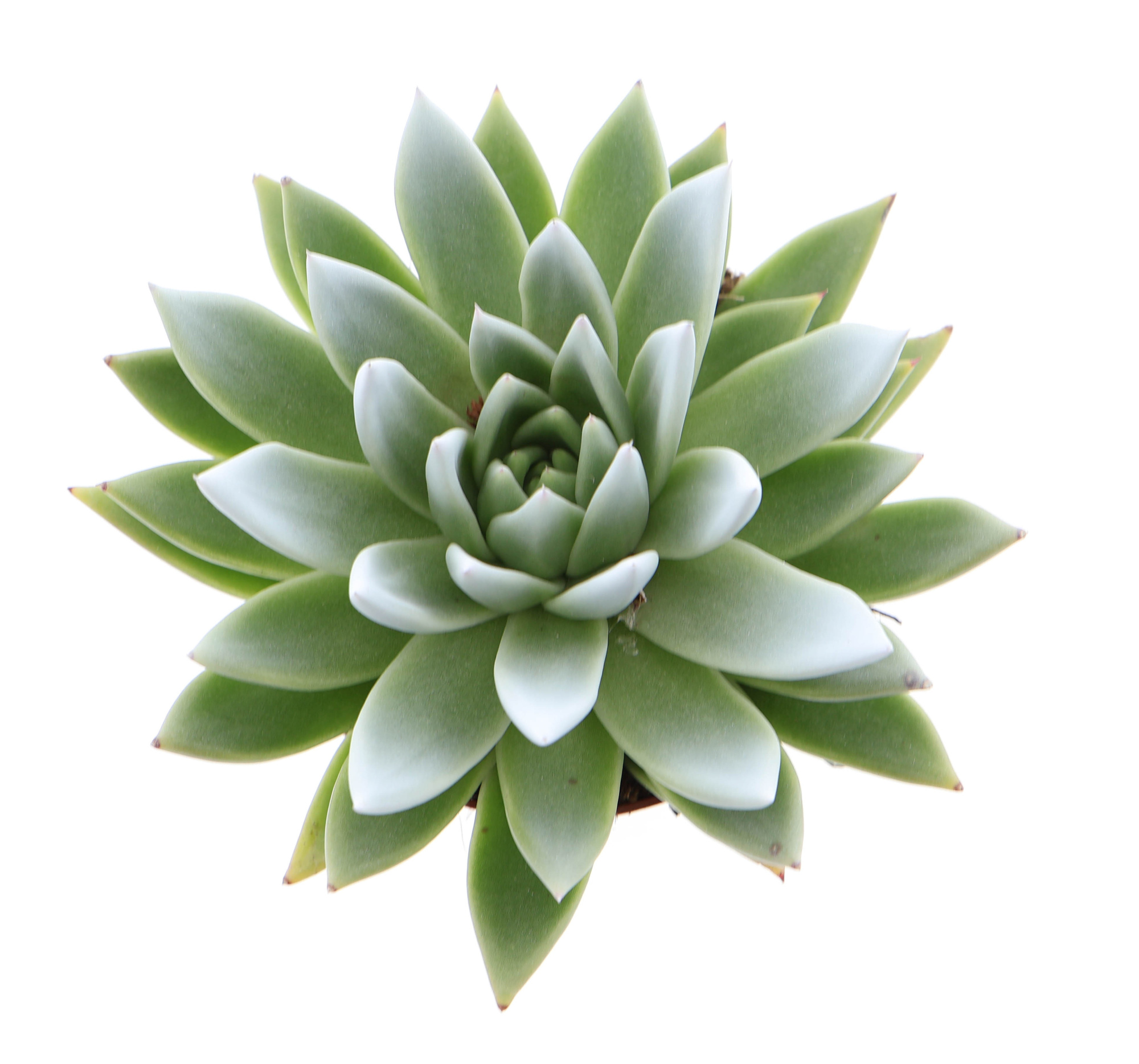 Miranda tips white, D 12