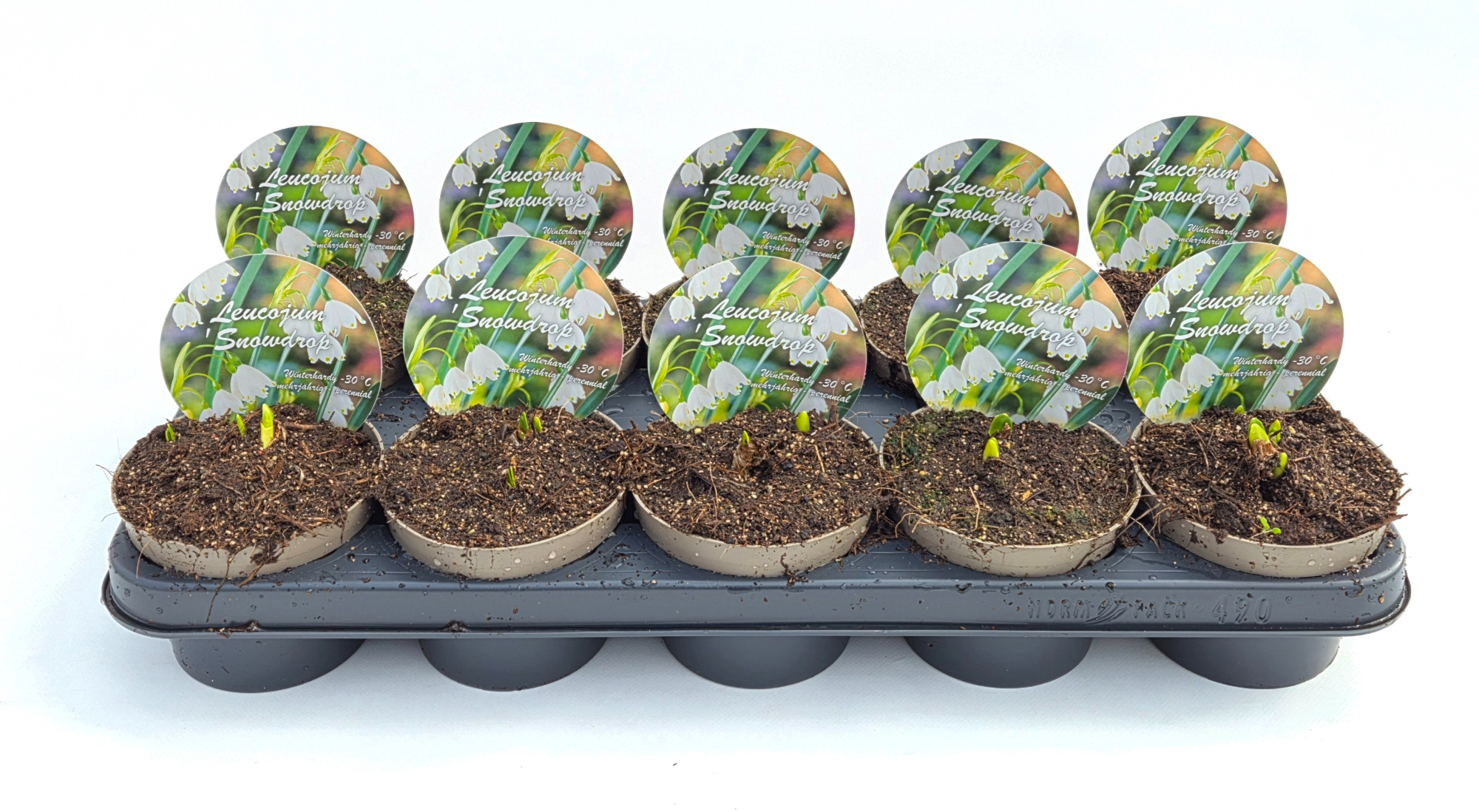 Leucojum "Snowdrop", D 12