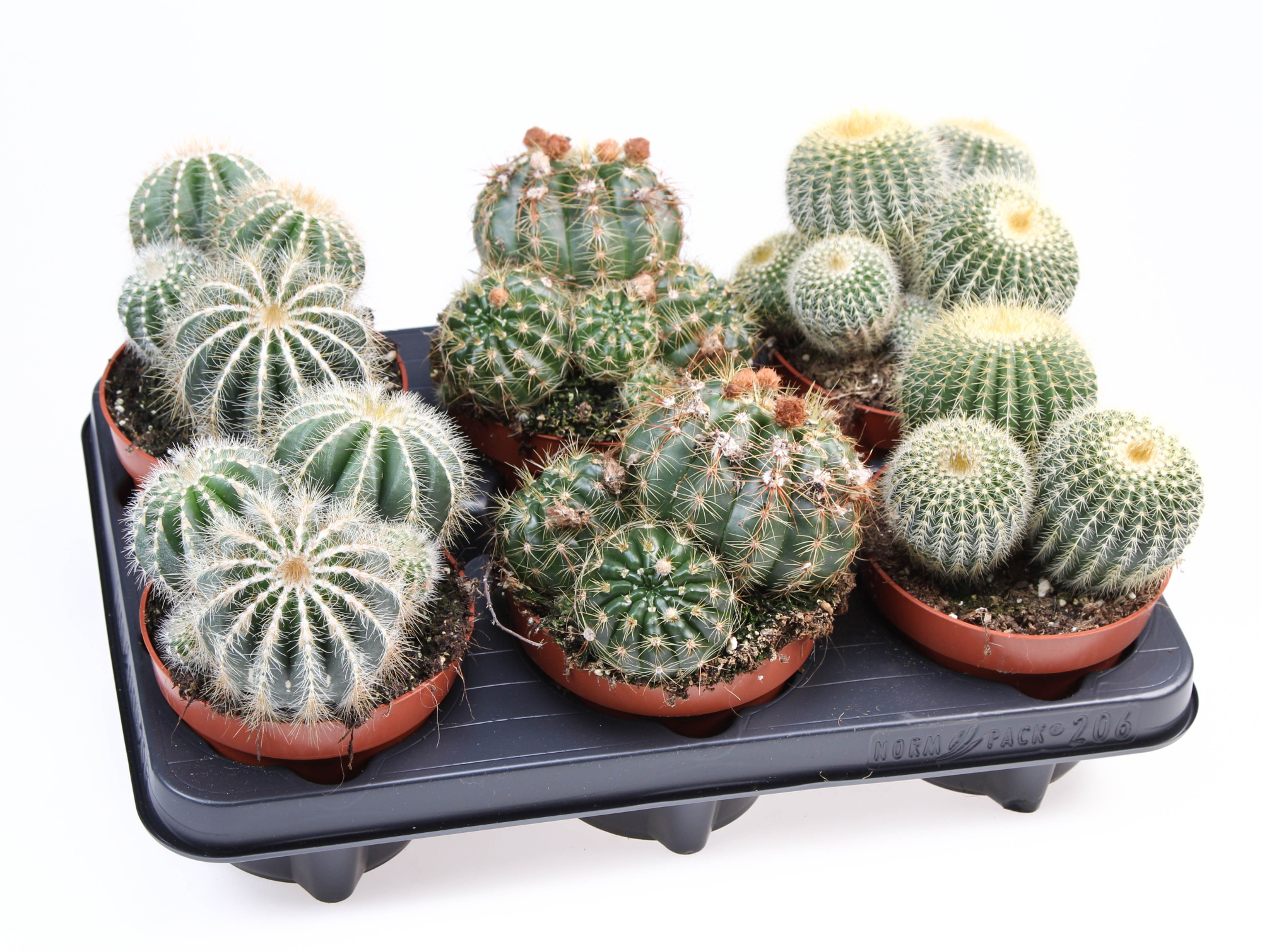 Notocactus mix, D 12