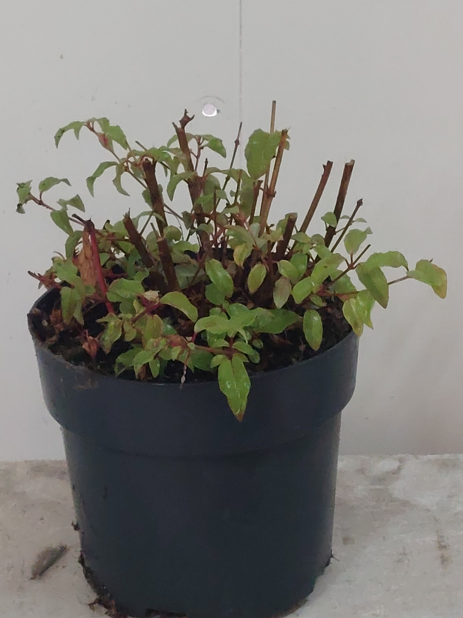 Fuchsia mag. Gracilis, D 17