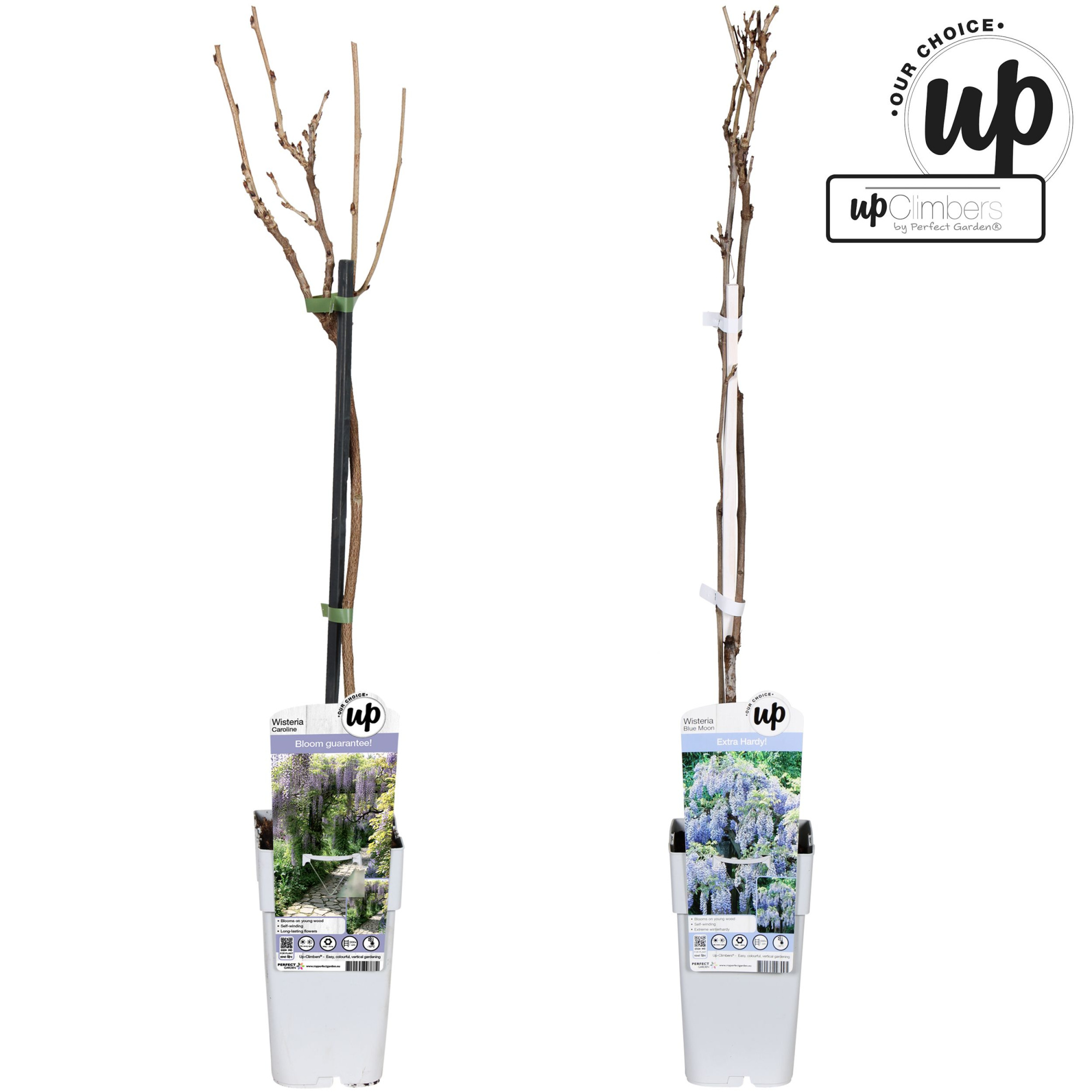 Wisteria Our Choice mix laag P15, D 15