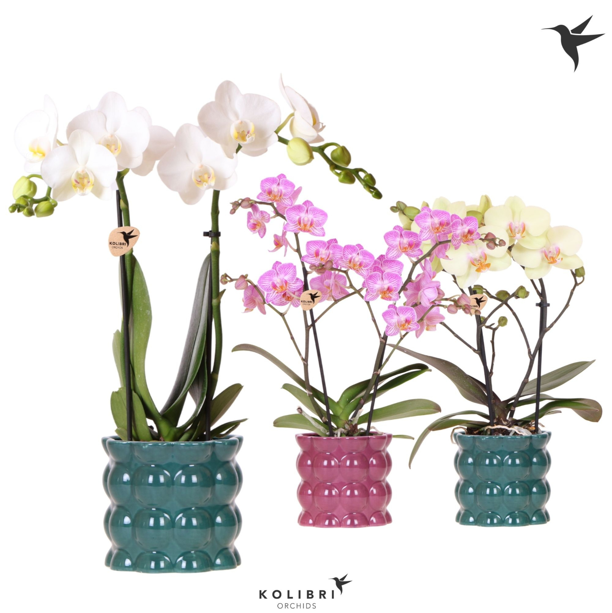 Kolibri Orchids Phalaenopsis mix 2 spike in Cotton pot green mix, D 9