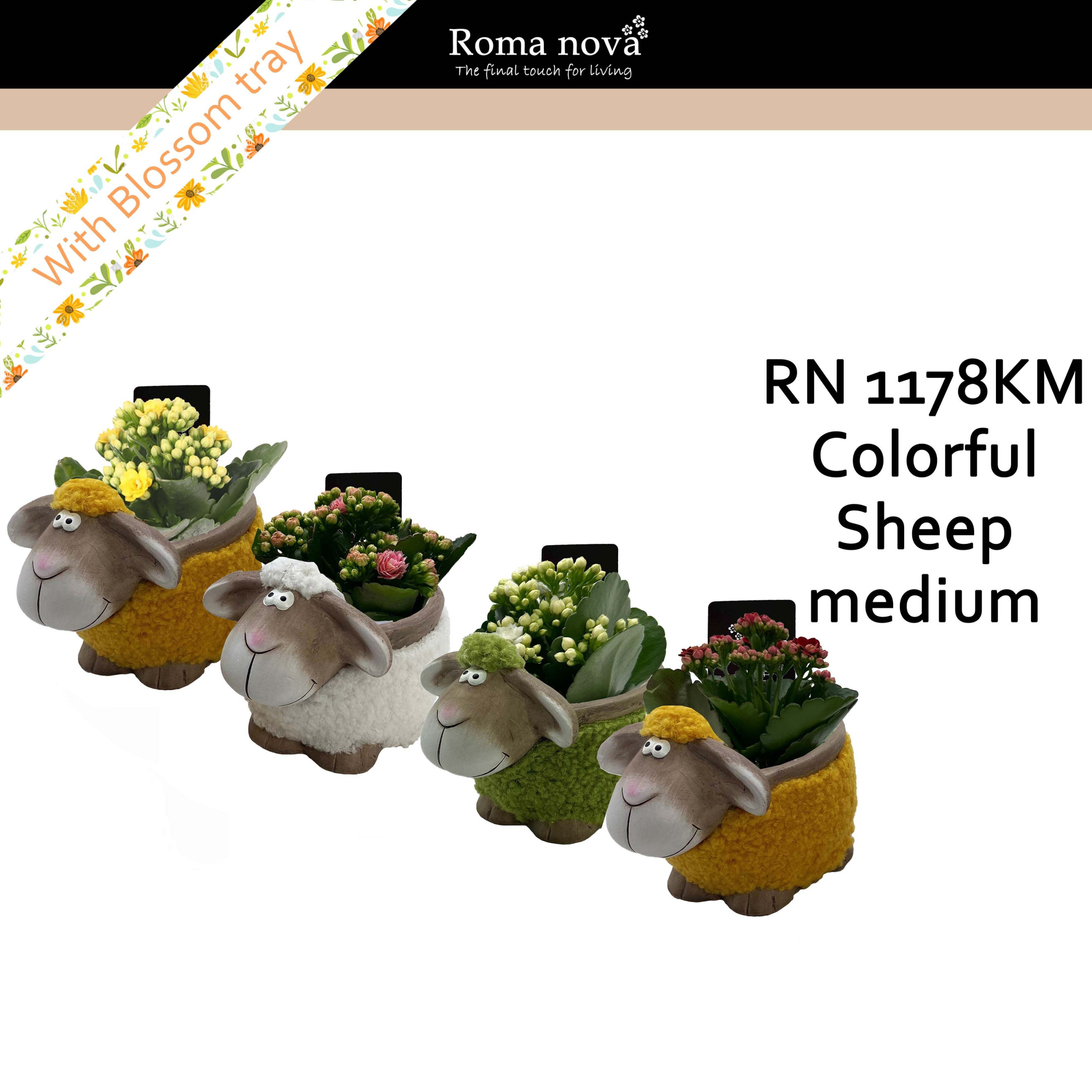 1178KM - Colorful Sheep Medium (Kalanchoe mix), D 16
