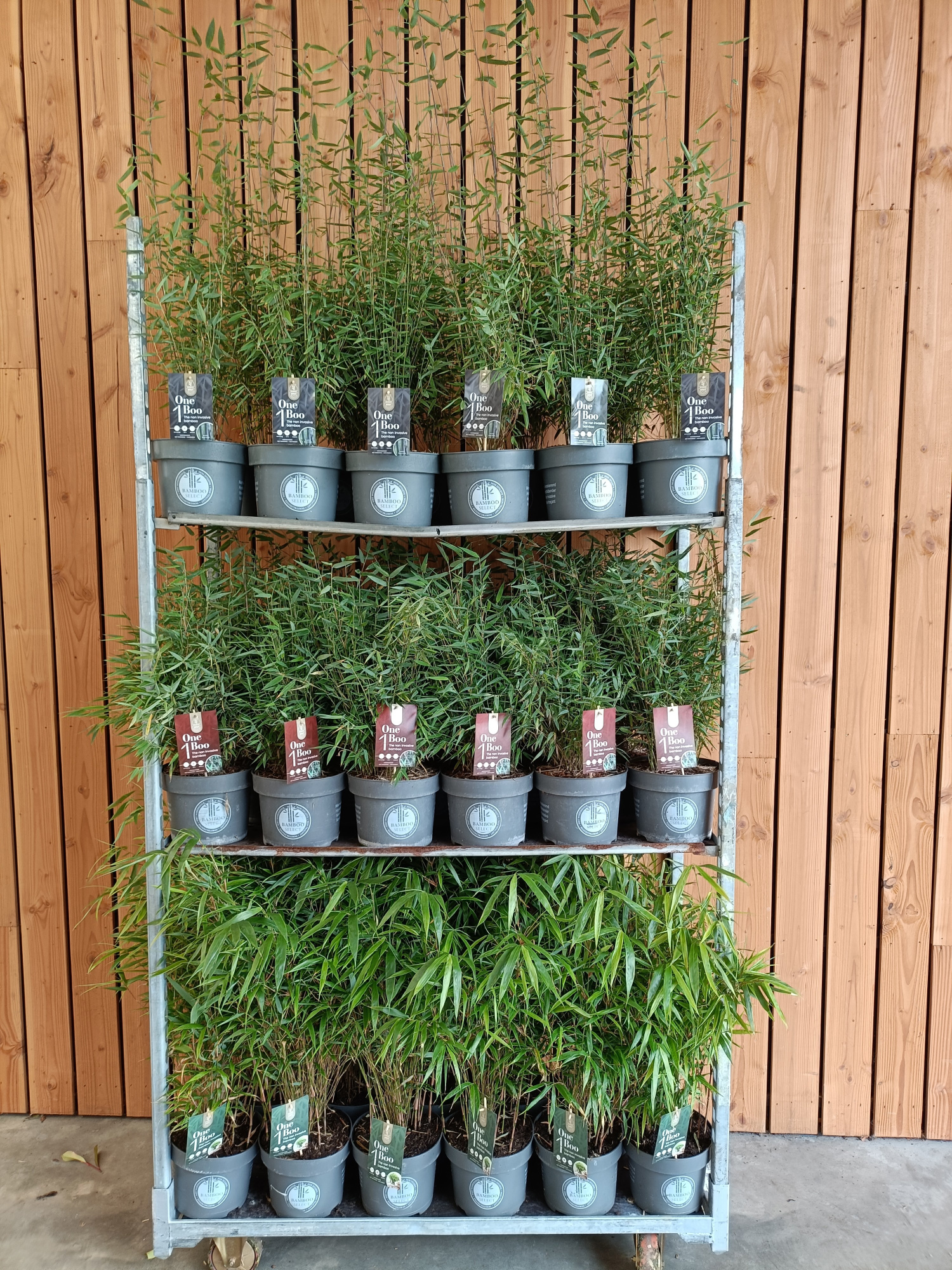 Fargesia C5 mix, D 23