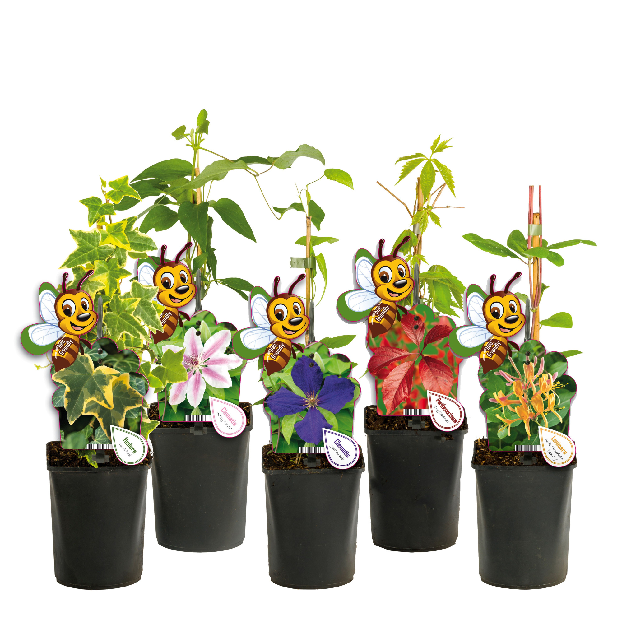 Mixtray Climbers +bee label, D 11