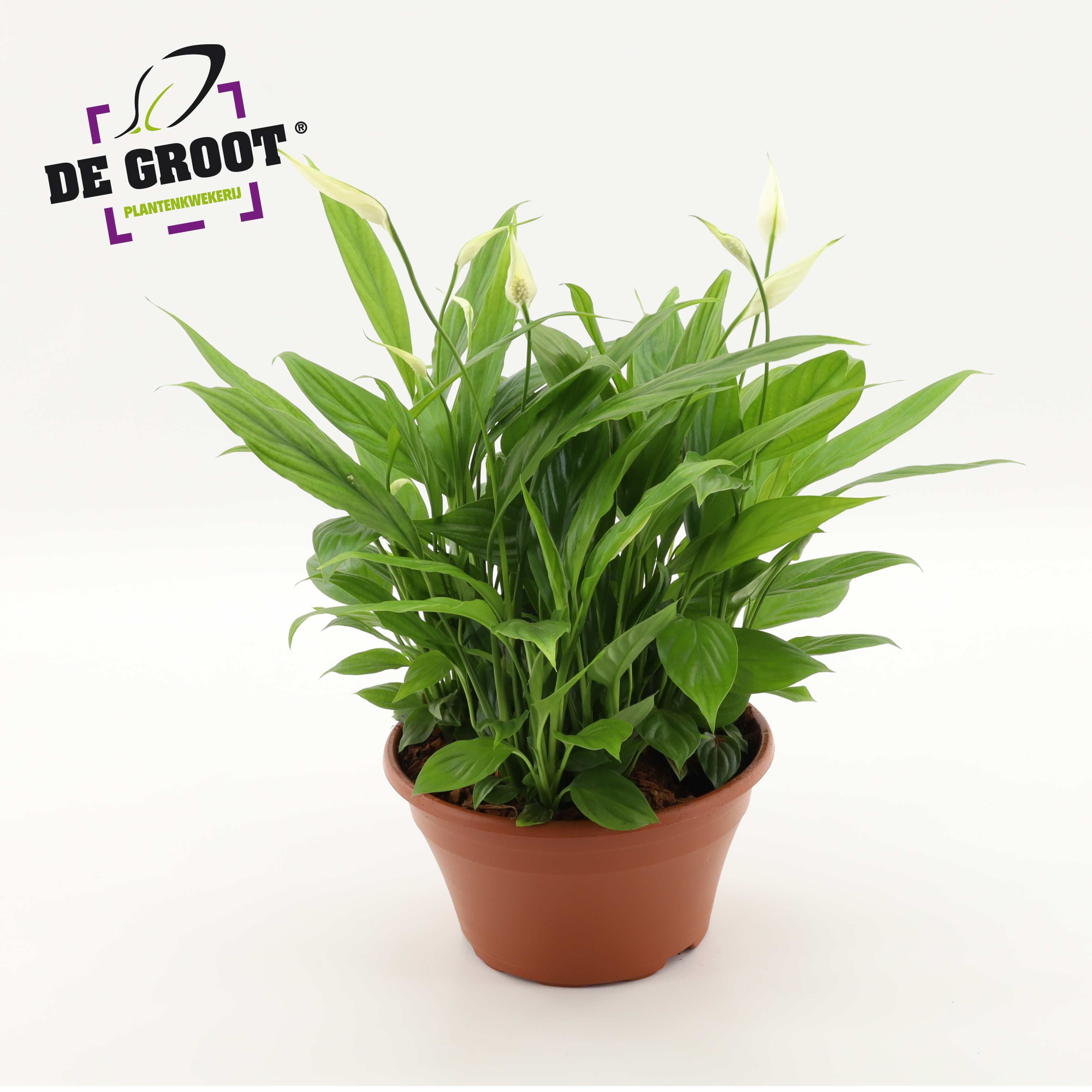 Spathiphyllum in kunststof schaal, D 23