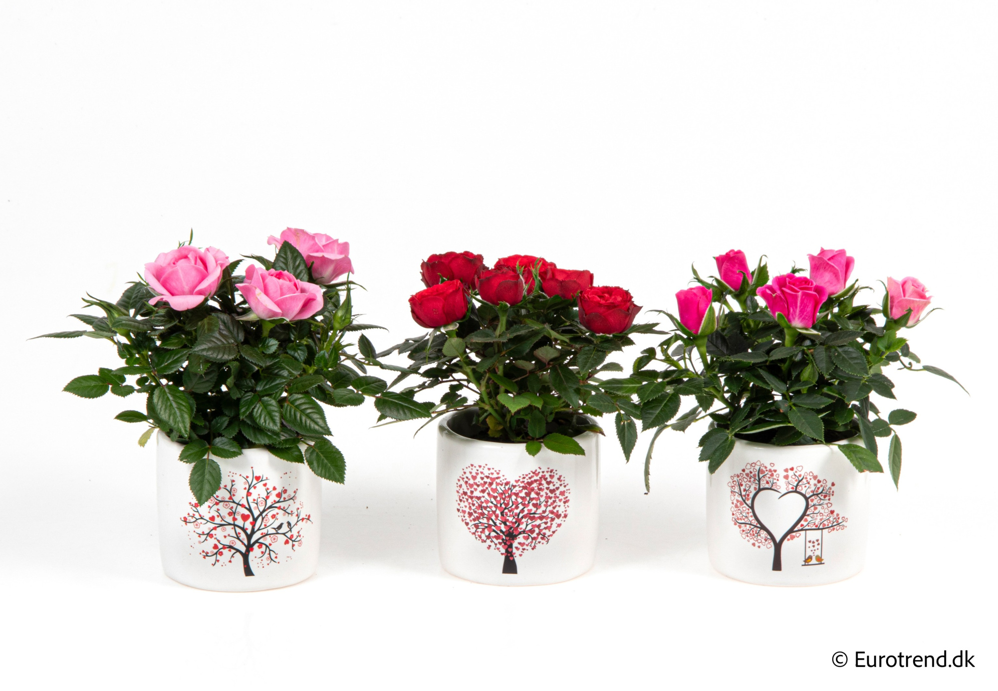 Roses in Valentine ceramic 2026, D 6