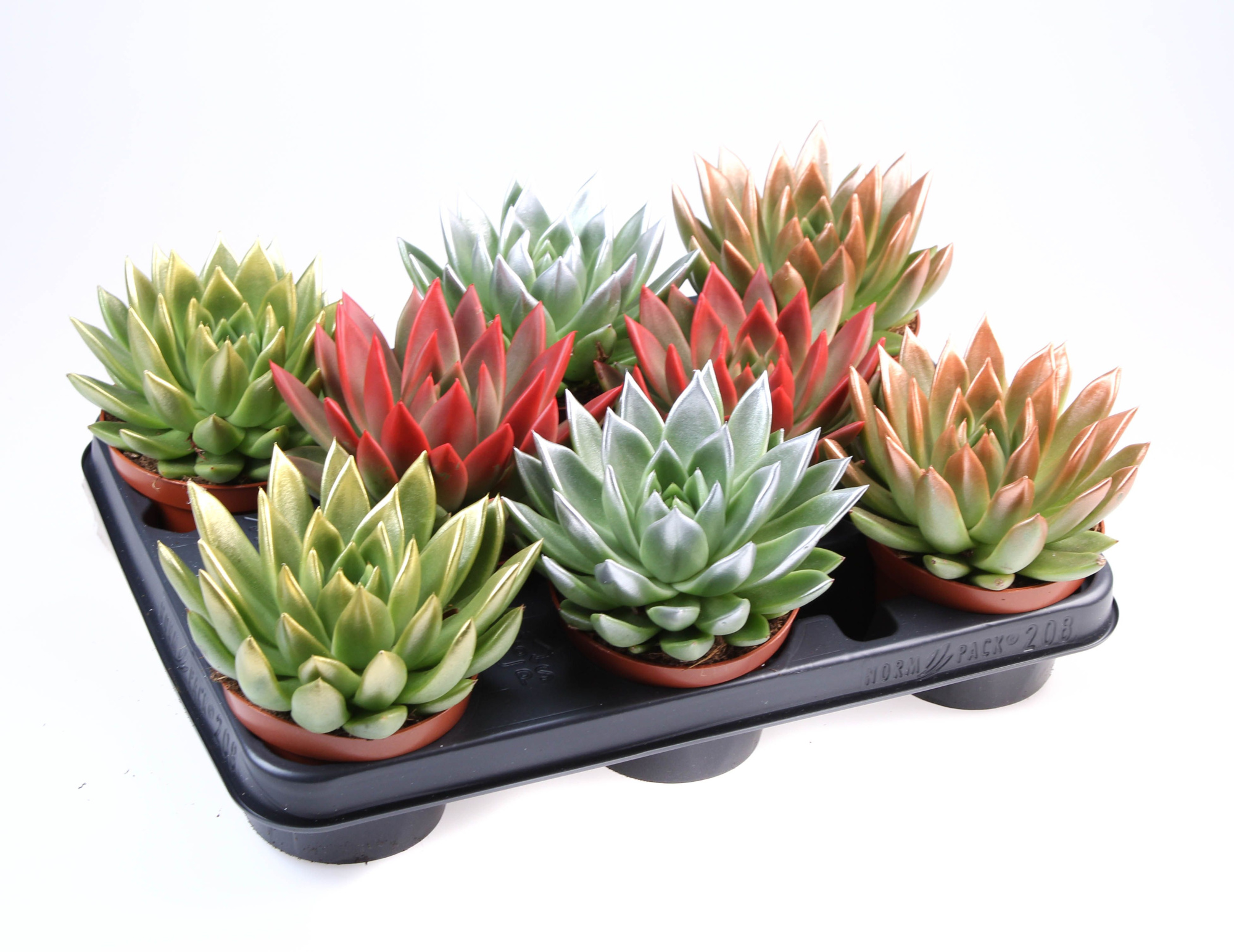 Miranda kerstmix tips, D 10,5