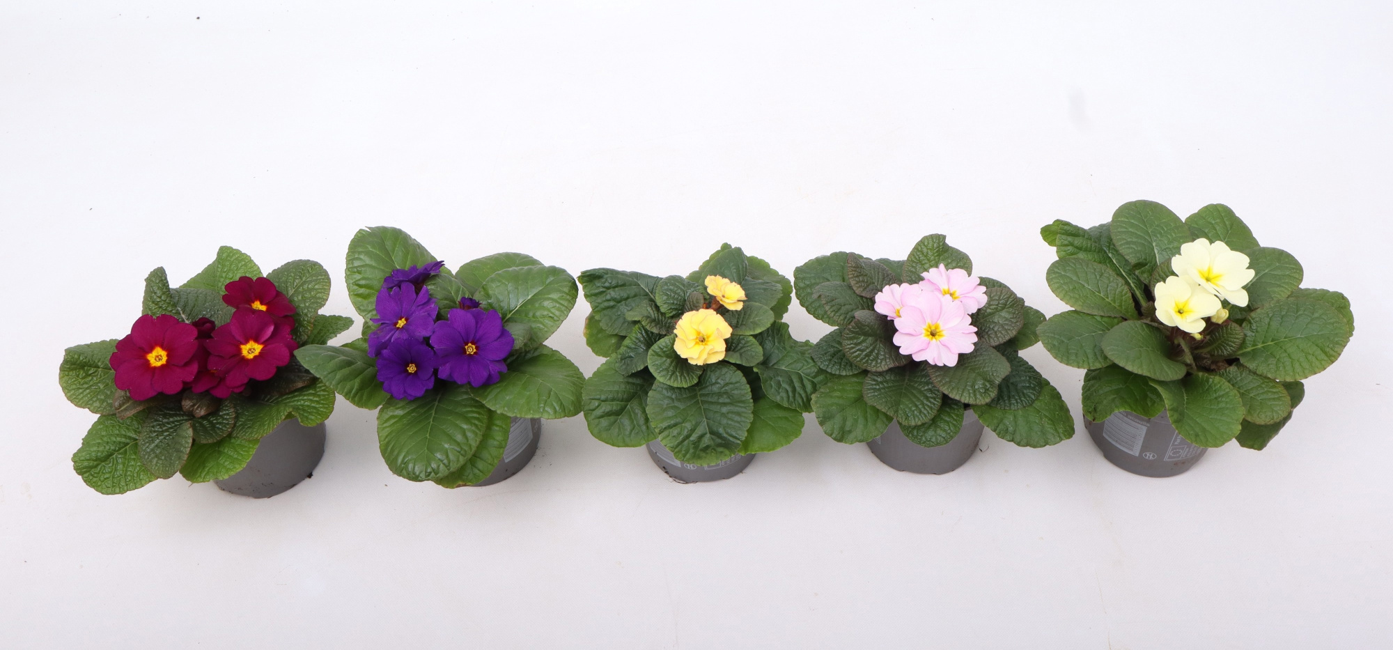 Primula 'Obsidian' mixlaag 10,5 cm (winterhard), D 10,5