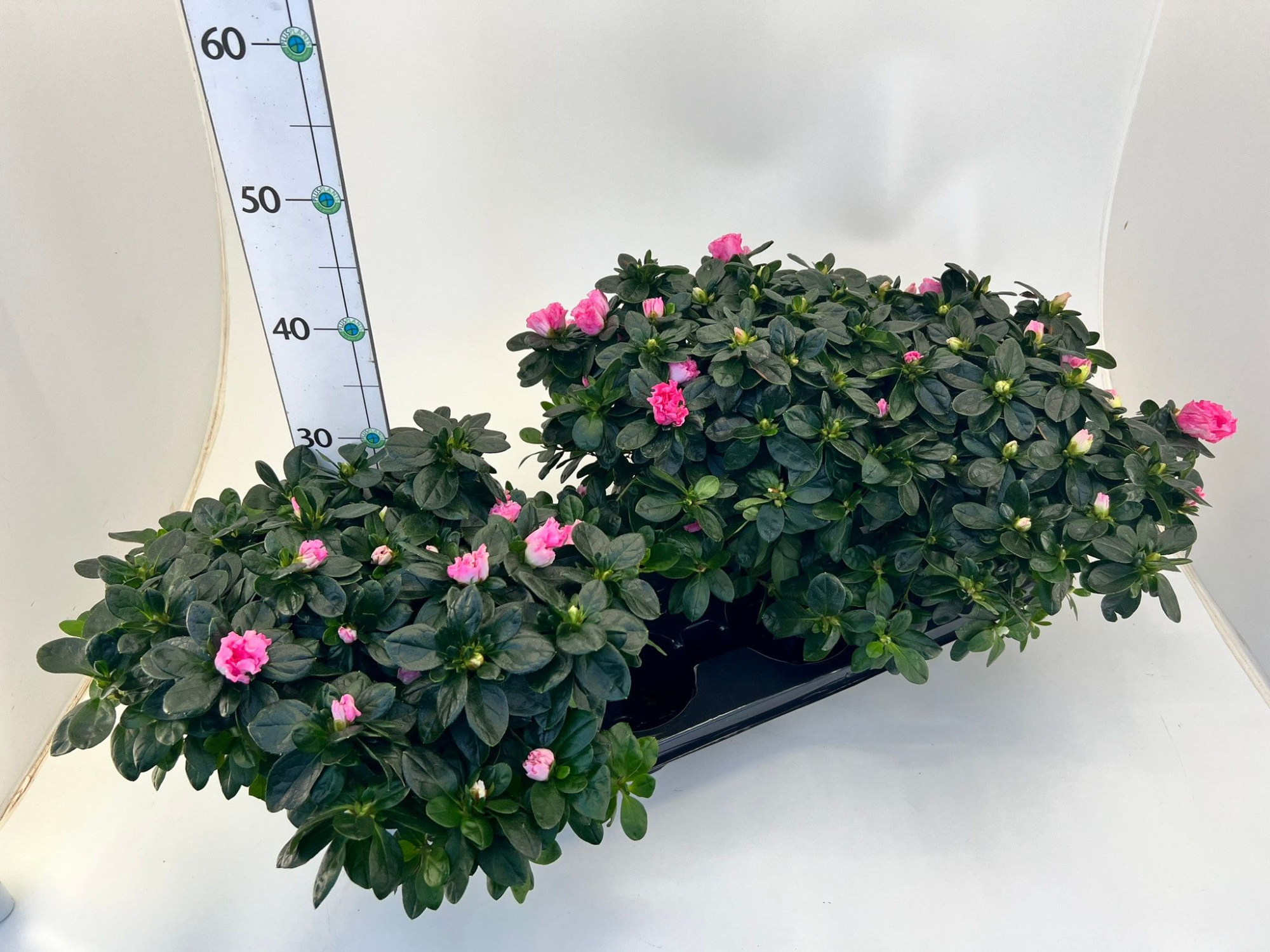 Rhododendron simsii T15 pink, D 15