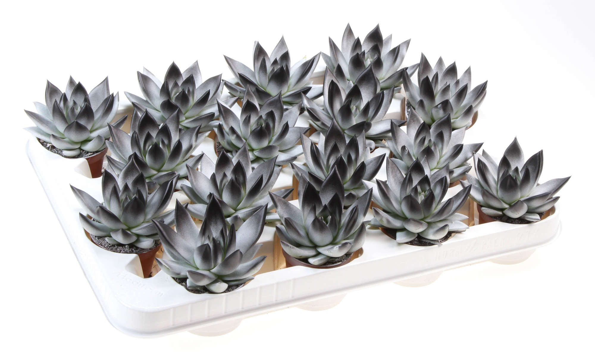 Halloween bicolor white + black point, D 6