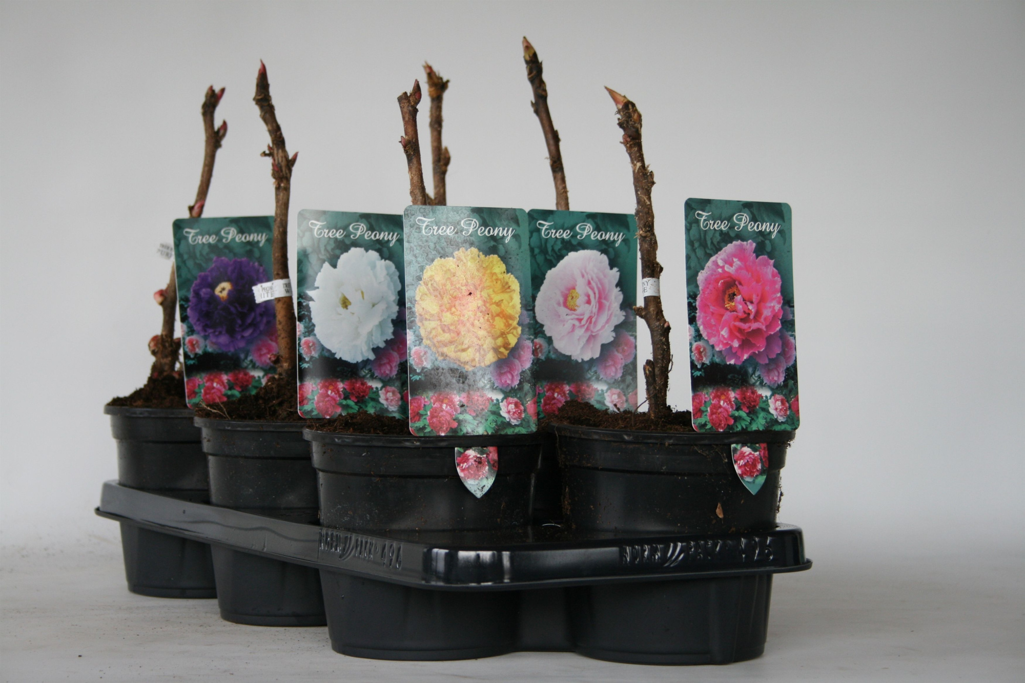 Paeonia Suffruticosa P15 2 jarige, D 15