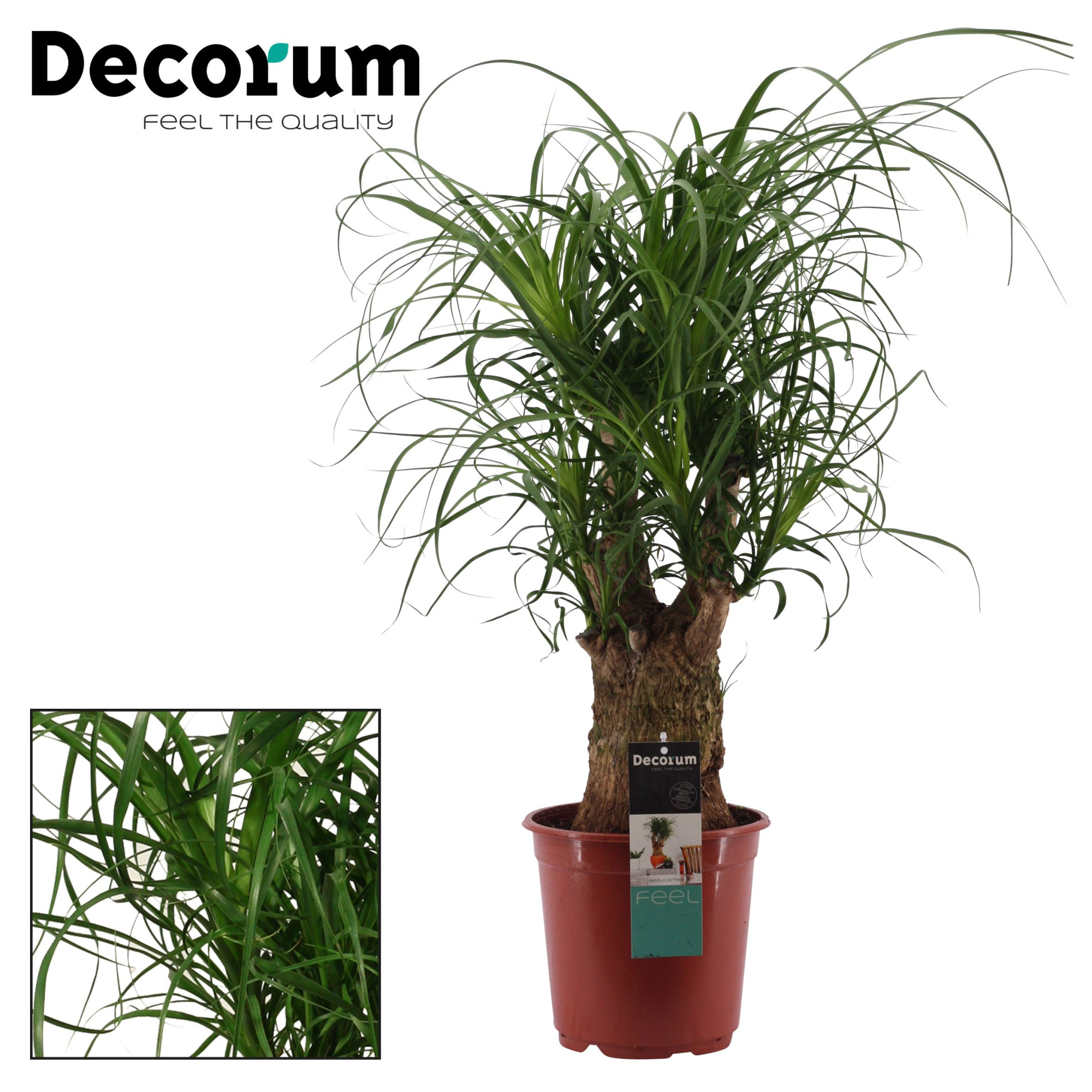 Beaucarnea vertakt 21 cm (Decorum), D 21