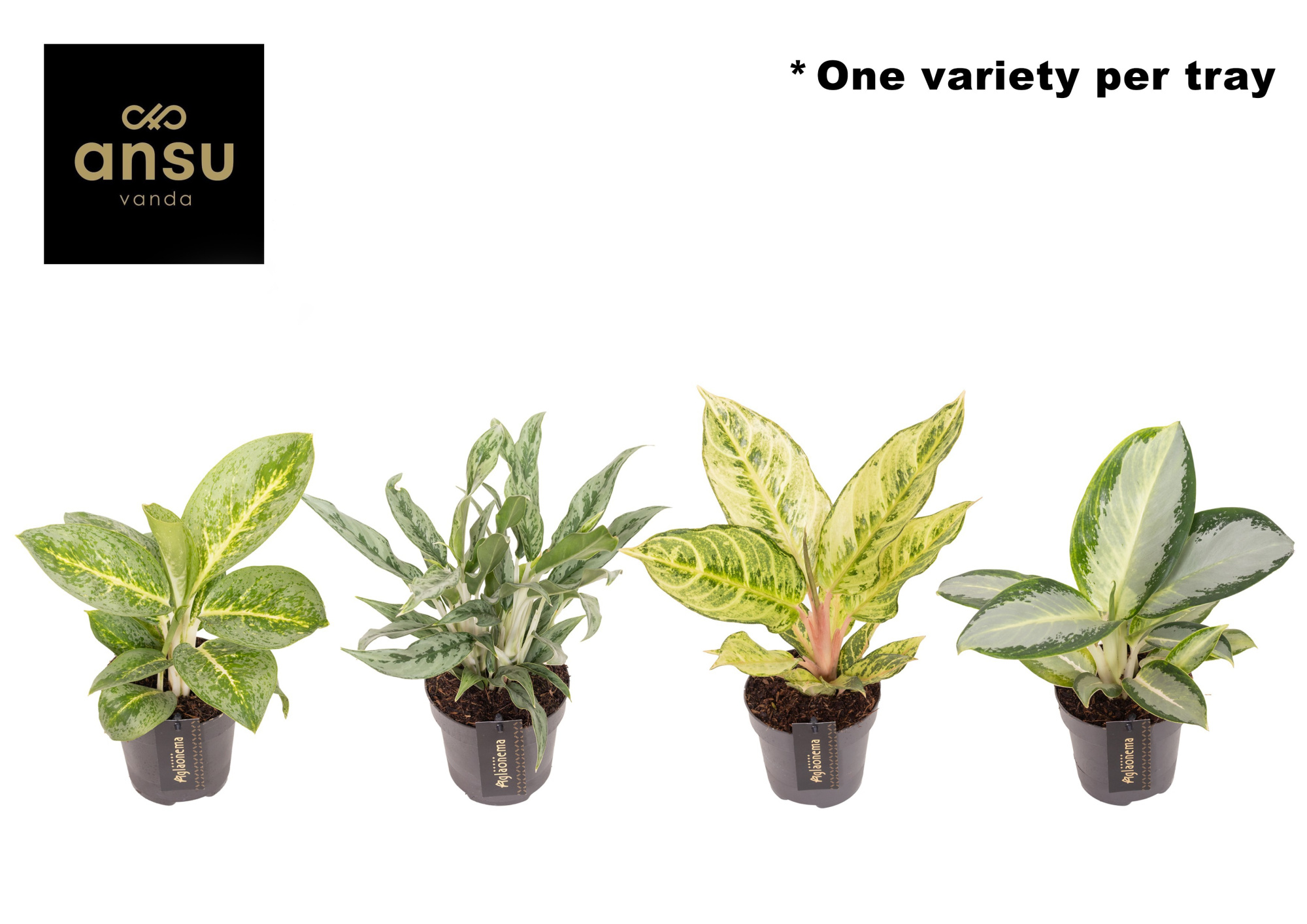 Aglaonema Green Surprise Tray, D 12