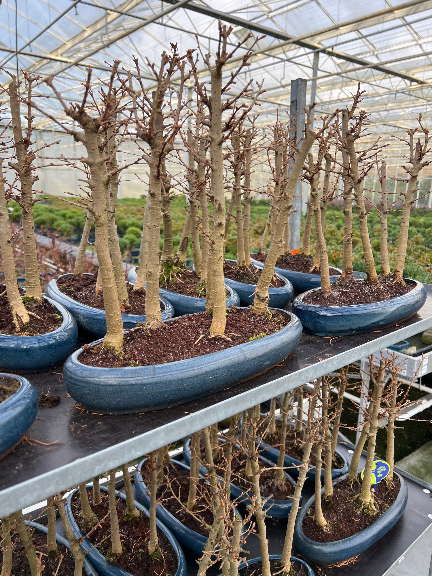 Pseudolarix forest- group 5 stem, D 35