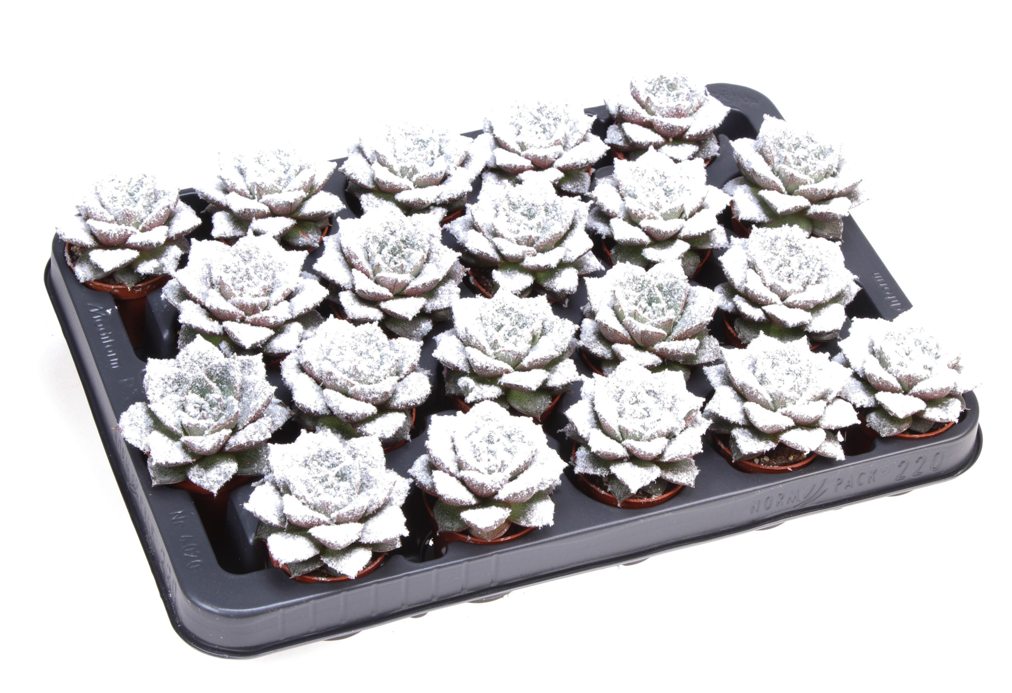 Purper + bio snow, D 5,5