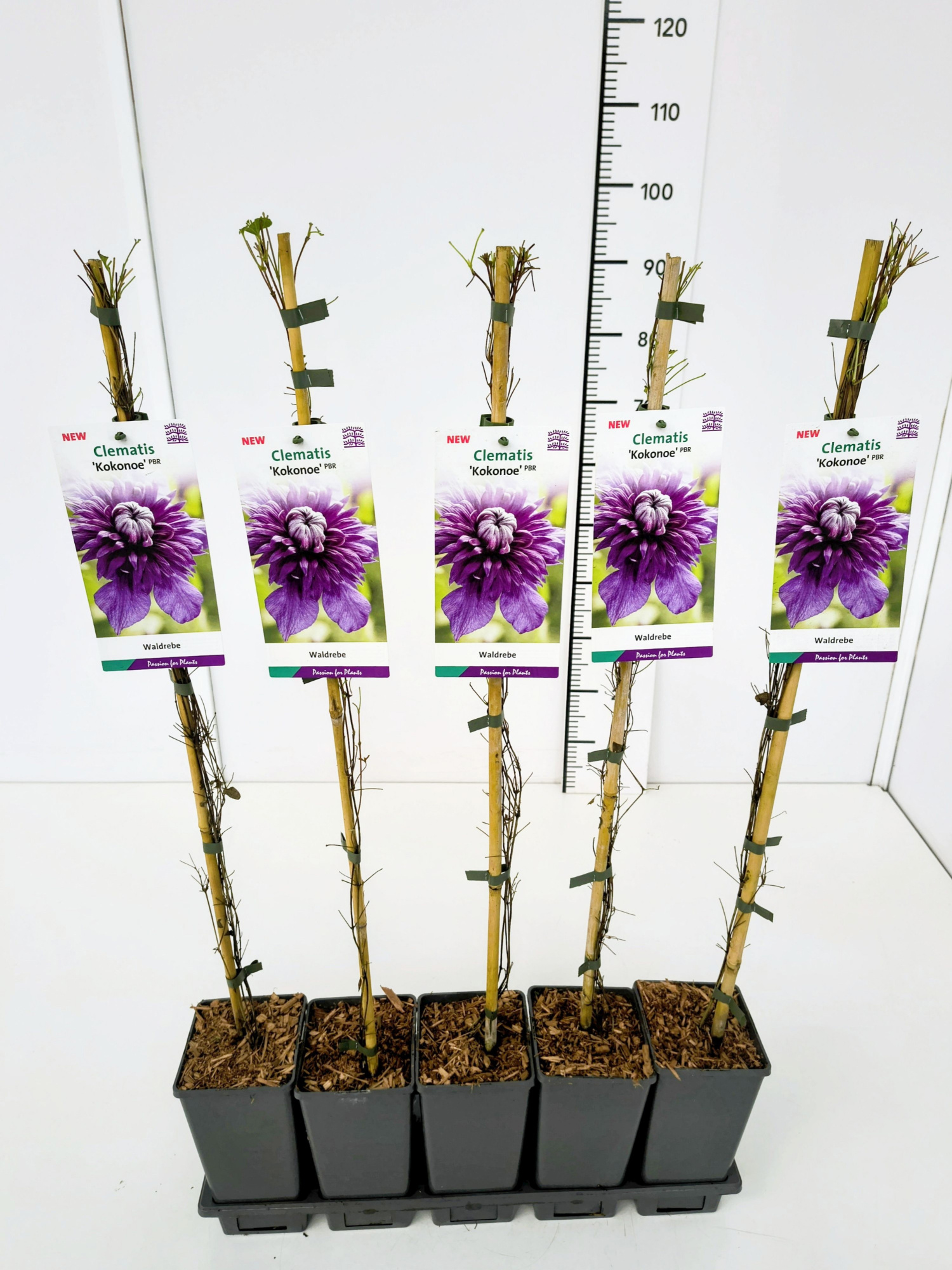 Clematis 'Kokonoe' 80CMC2, D 17