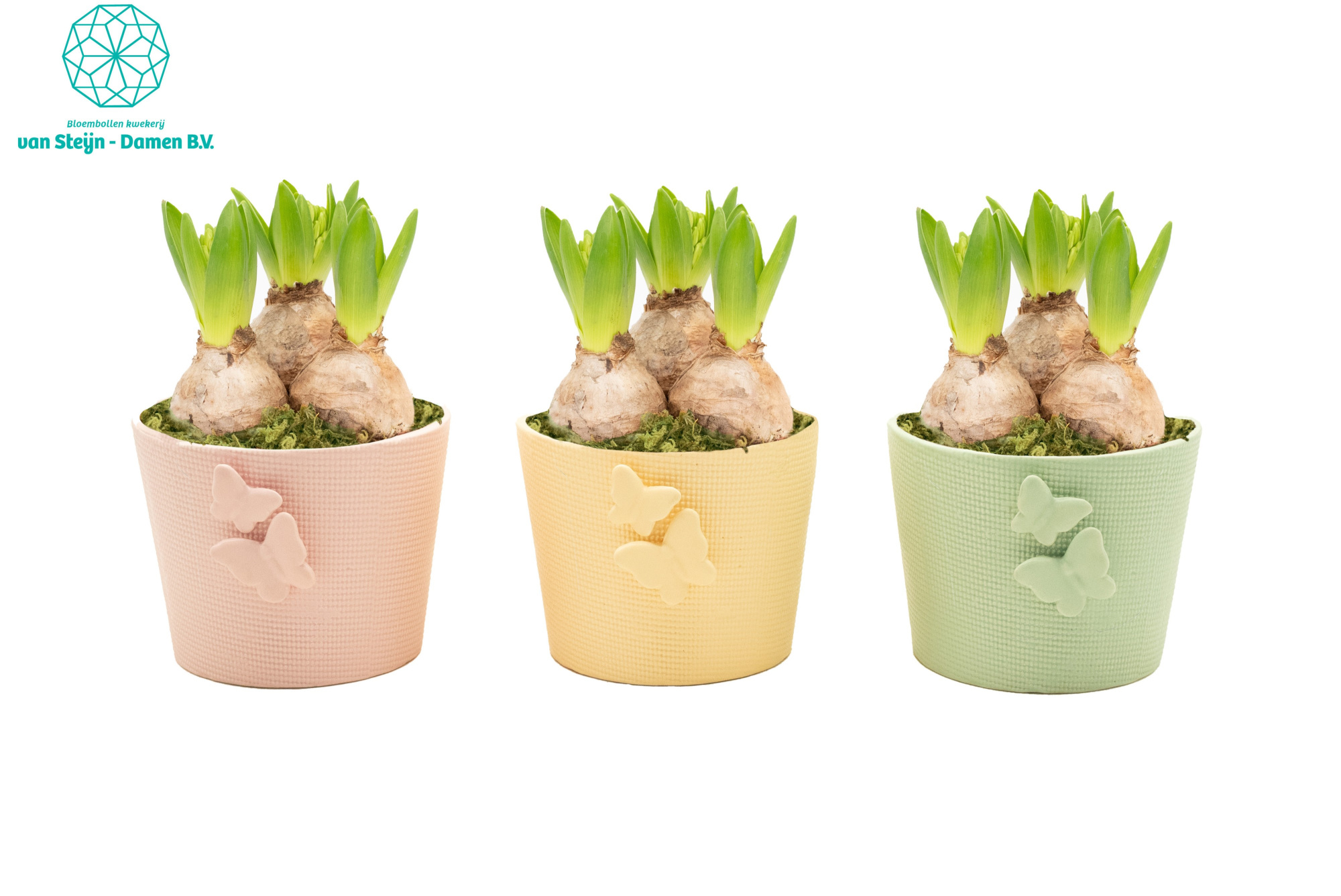 Hyacinthus 'Wing & Bloom' (Without Moss), D 13