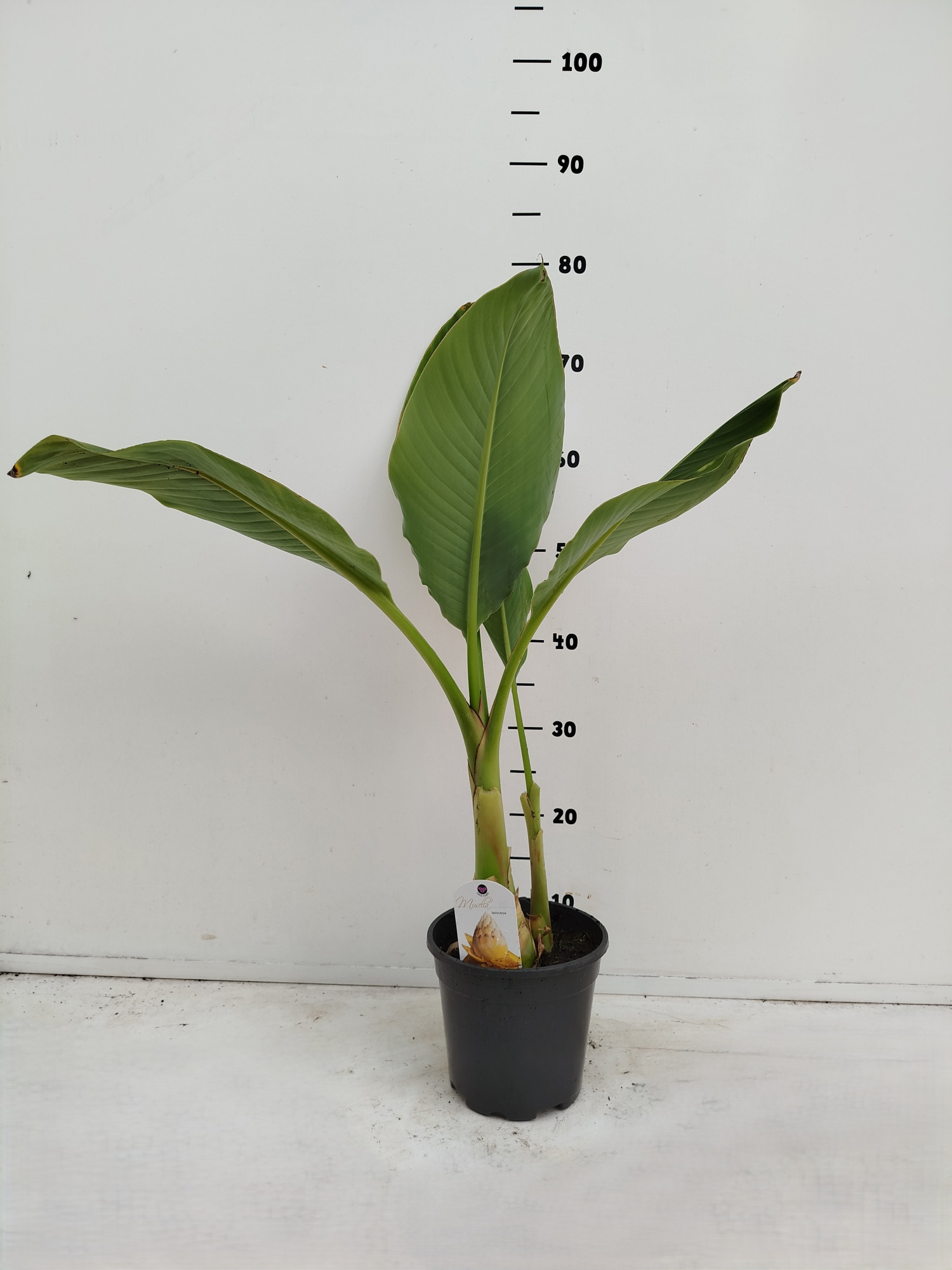 Musella lasiocarpa, D 17