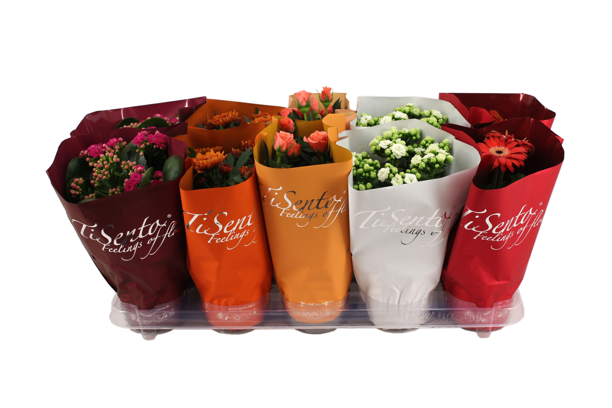 Bloeimix 12cm - Oktober Mix, D 12