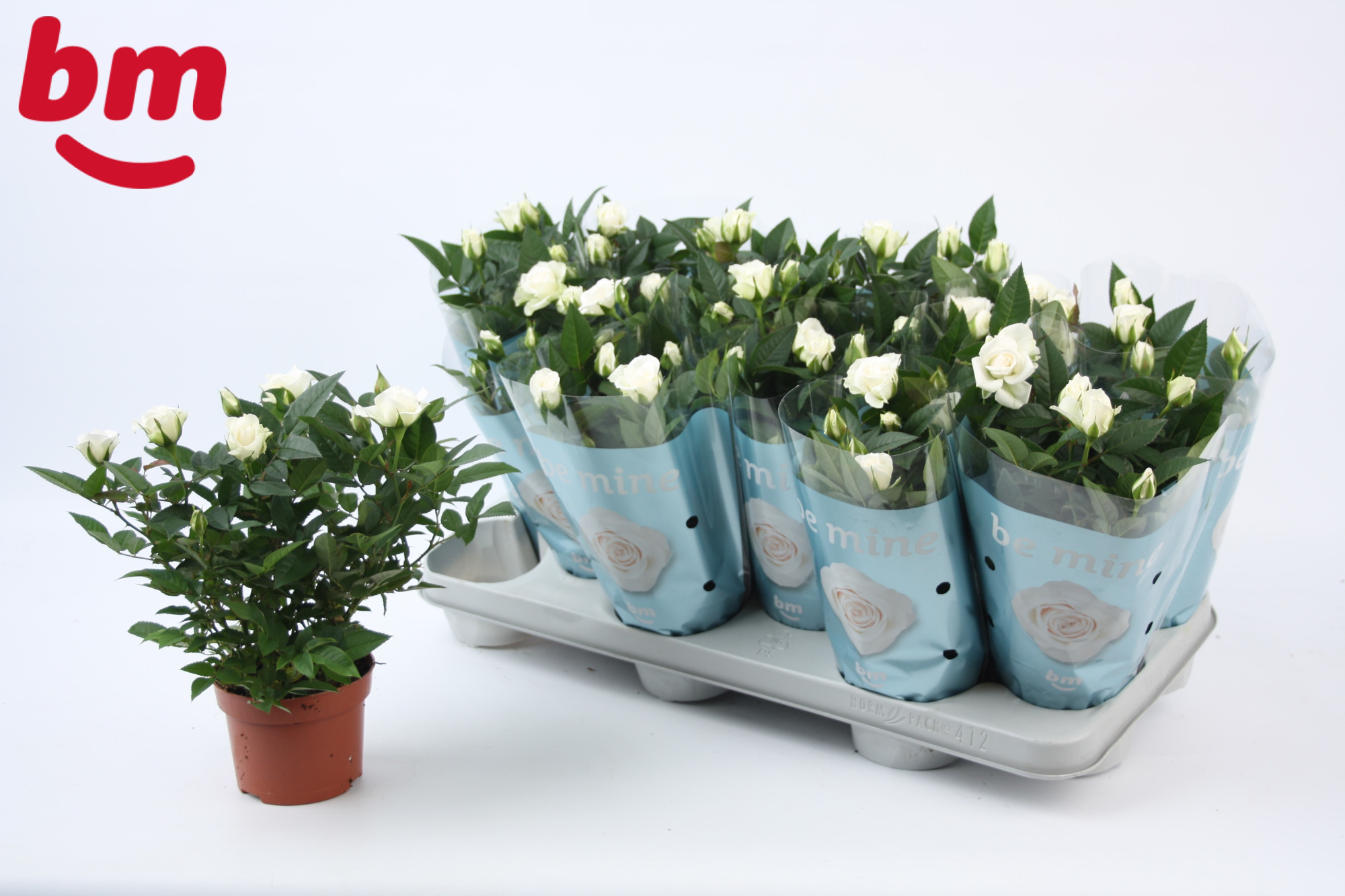 Rosa White Jewel Beau Monde (10,5 cm), D 10,5