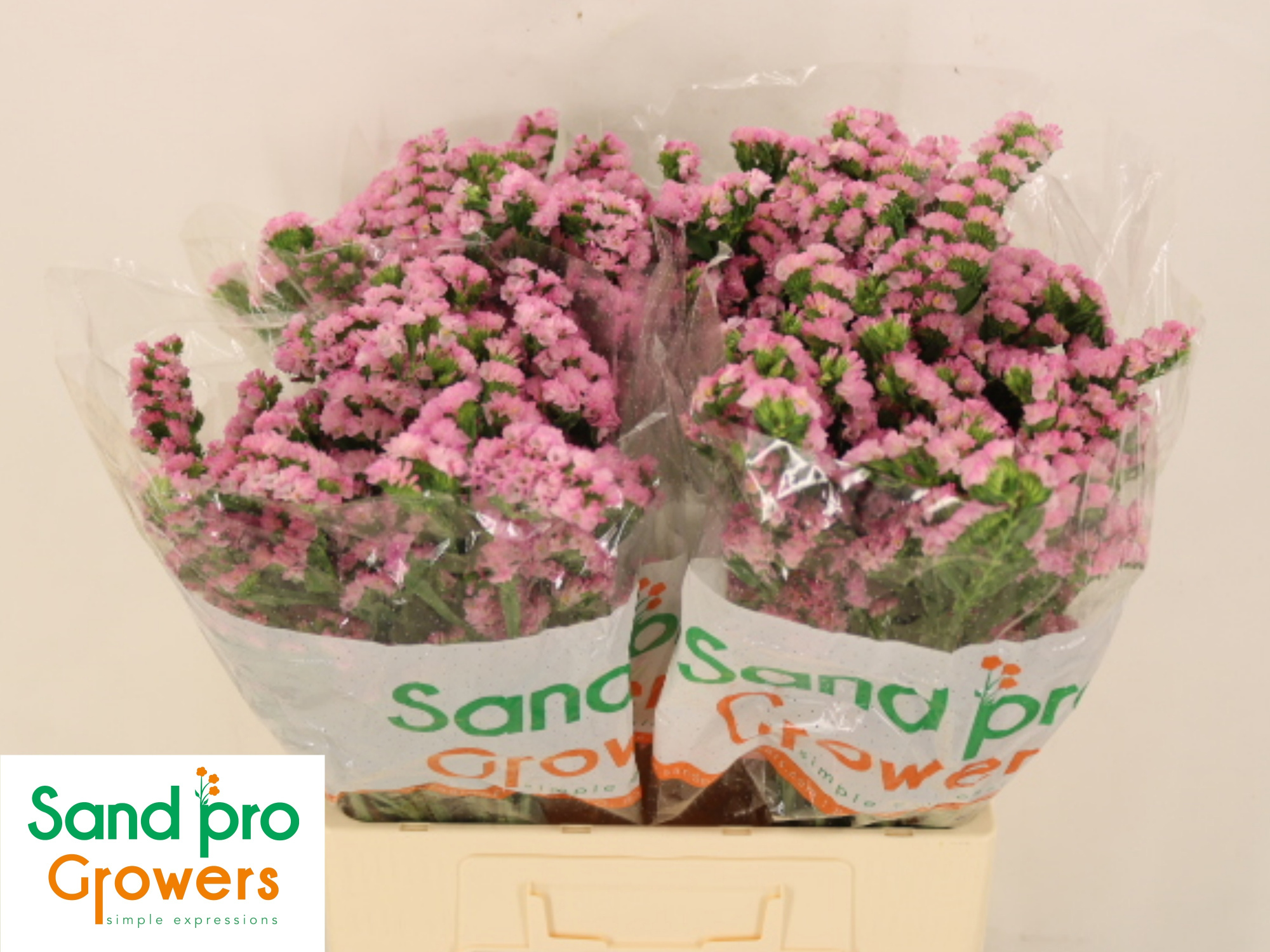 Статица Лючия Пинк 60, шт.