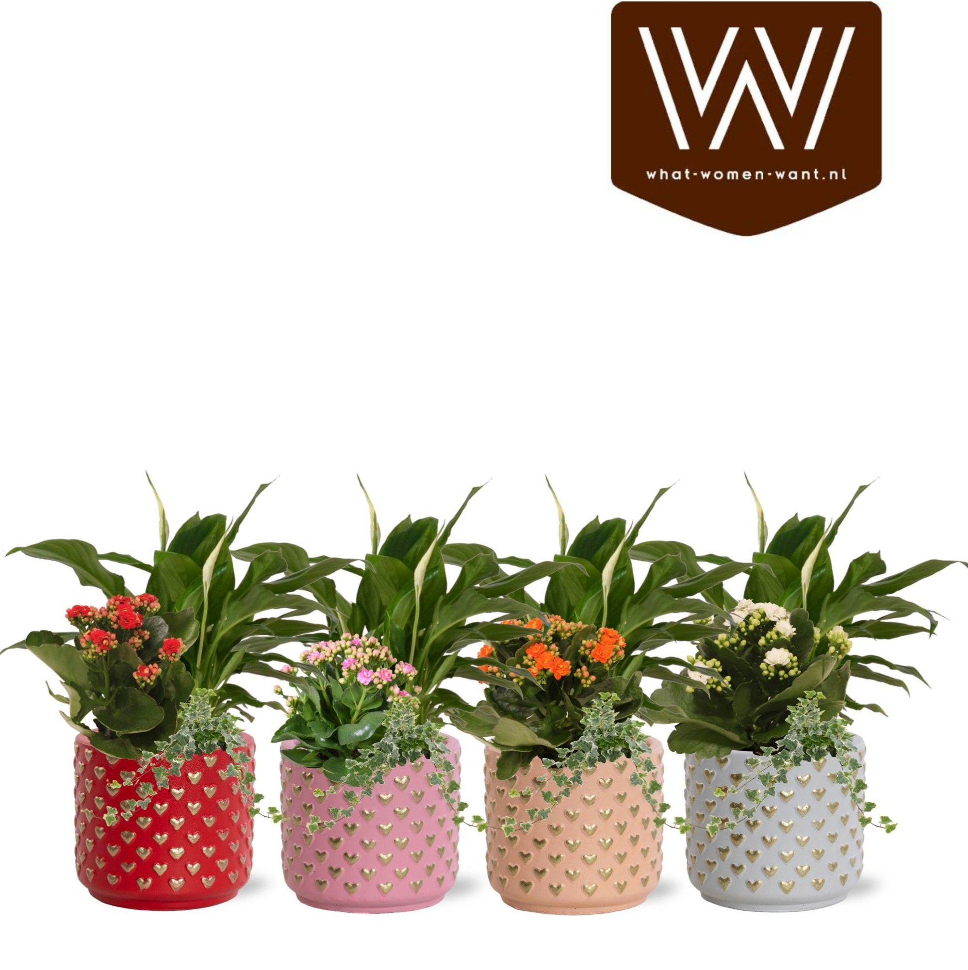 Collectie "Sympathetic Moods" - Arrangement Spathiphyllum in pot Kaya, D 12