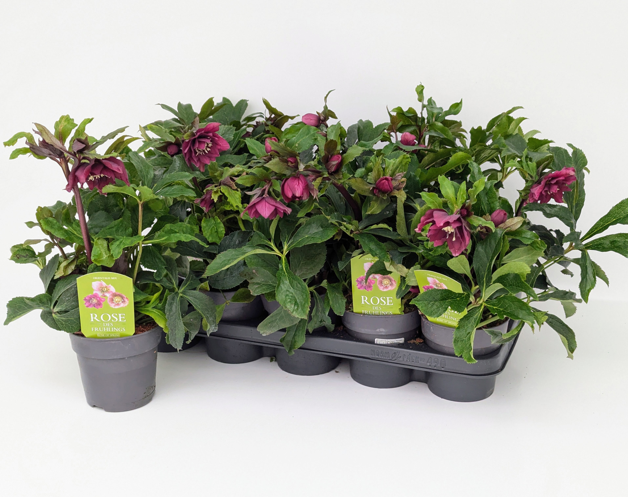 Helleborus orientalis Double Ellen Mix T12 "Rose des Frühlings", D 12