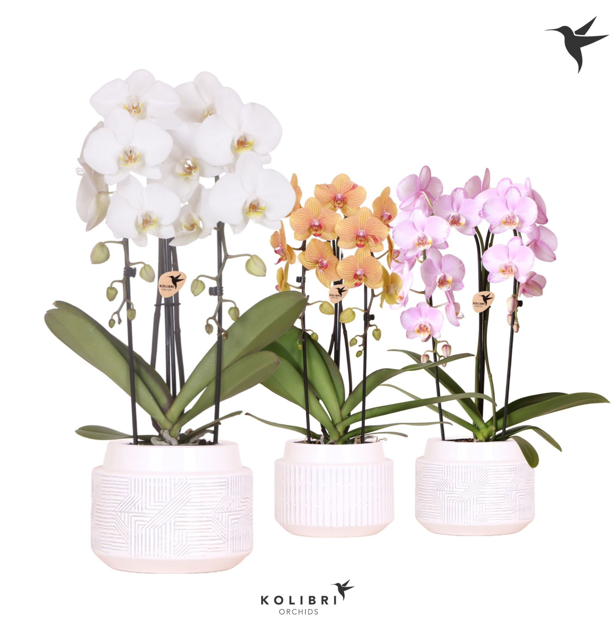 Kolibri Orchids Cascade Niagara Fall mix 2 spike in Maze pot white, D 12