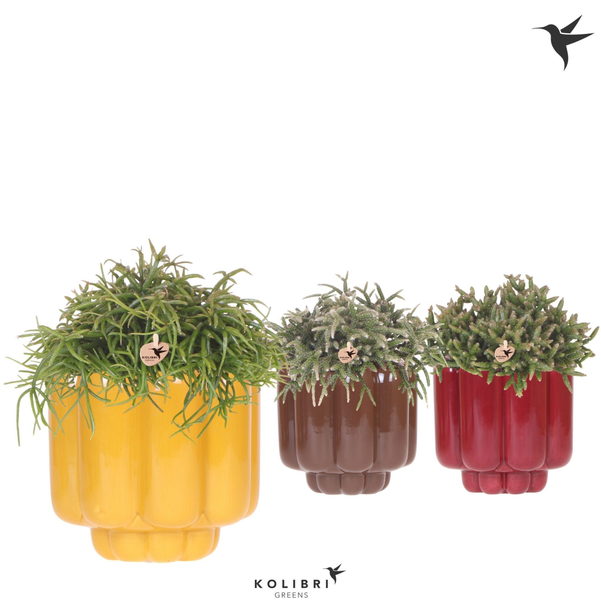 Kolibri Greens Rhipsalis mix in Retro pot yellow mix, D 12