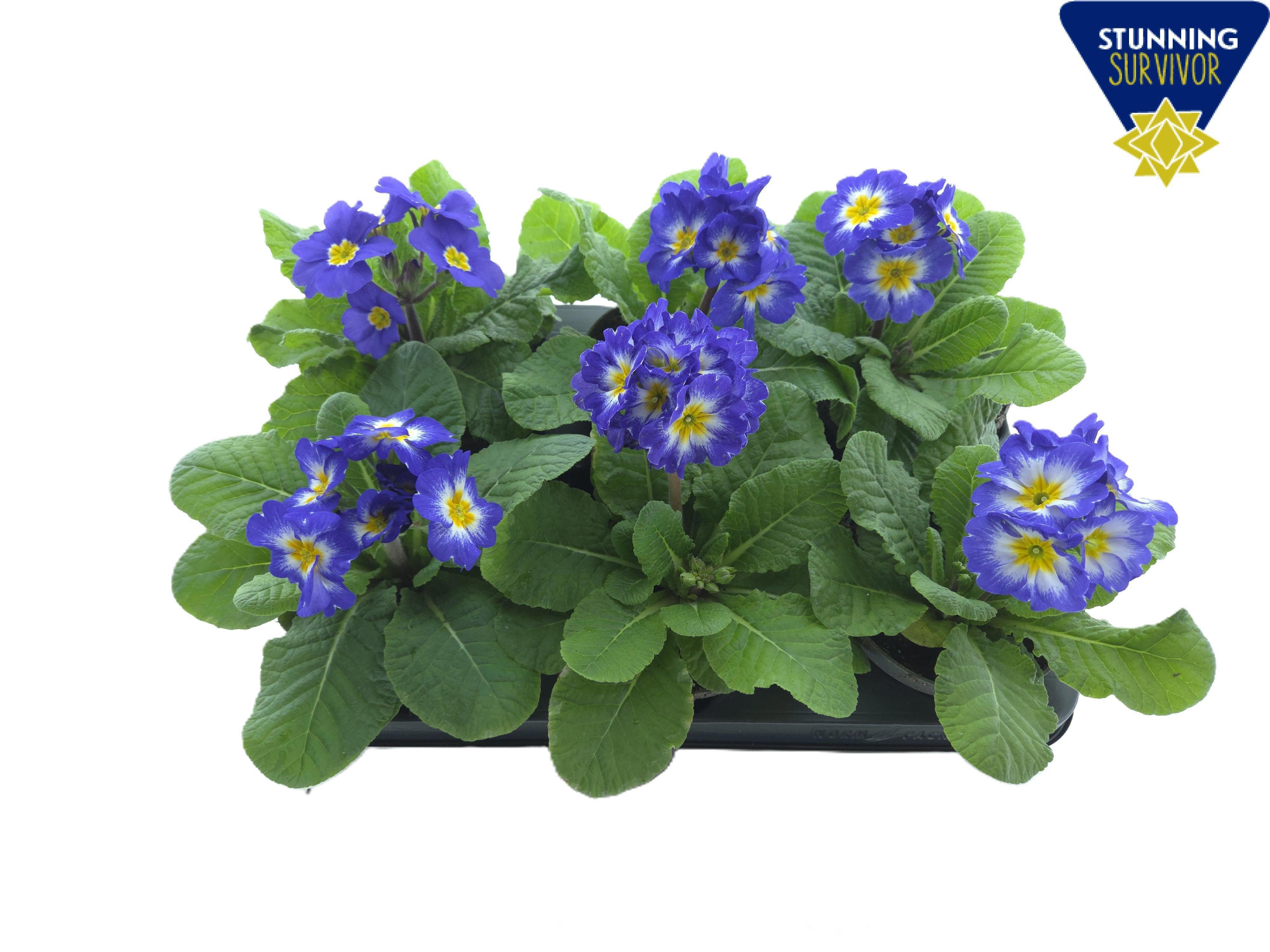 Primula elatior Sibel sky blue, D 12