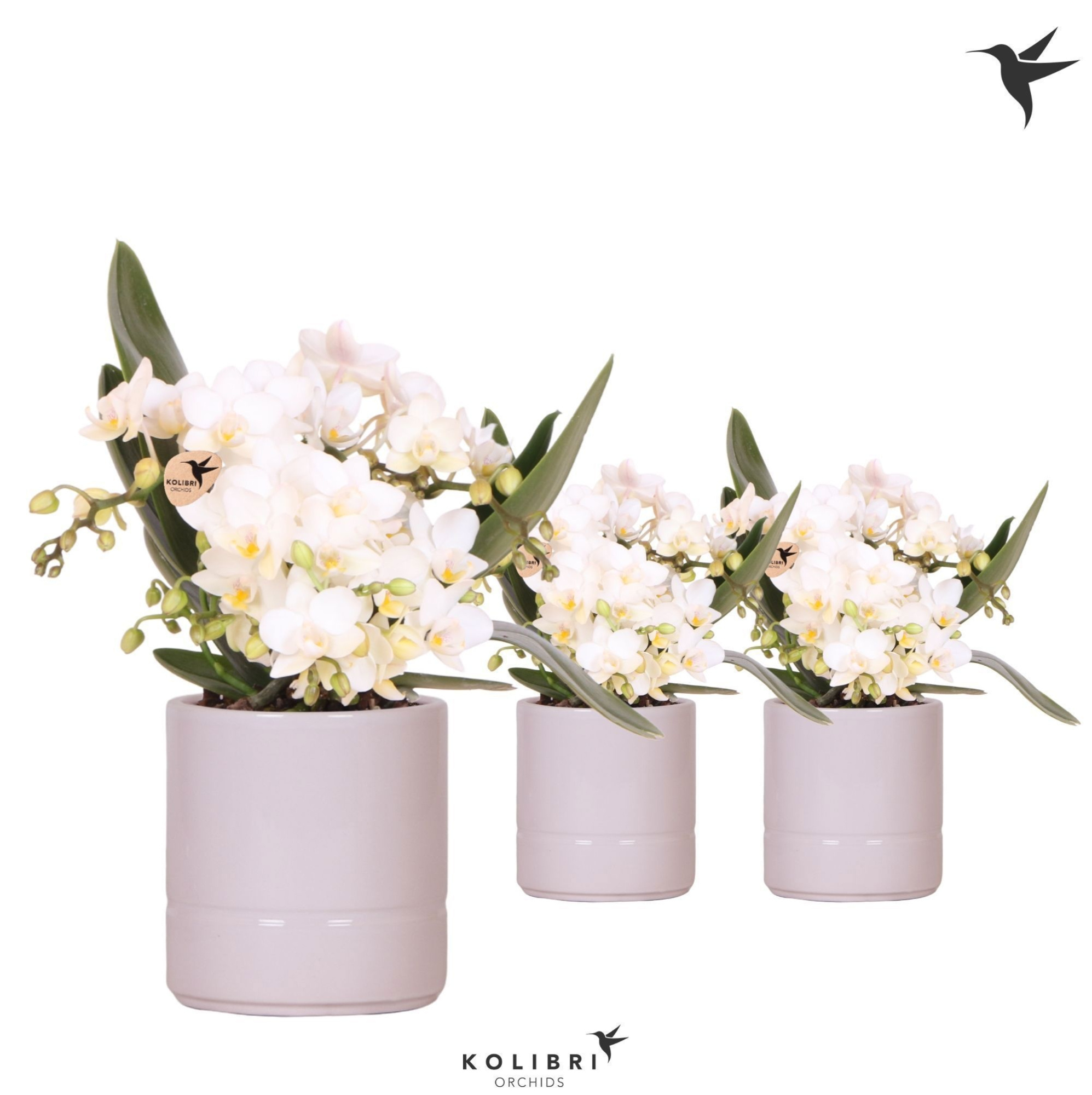 Kolibri Orchids Phalaenopsis Nazare 4 spike in Pastel pot pink, D 9