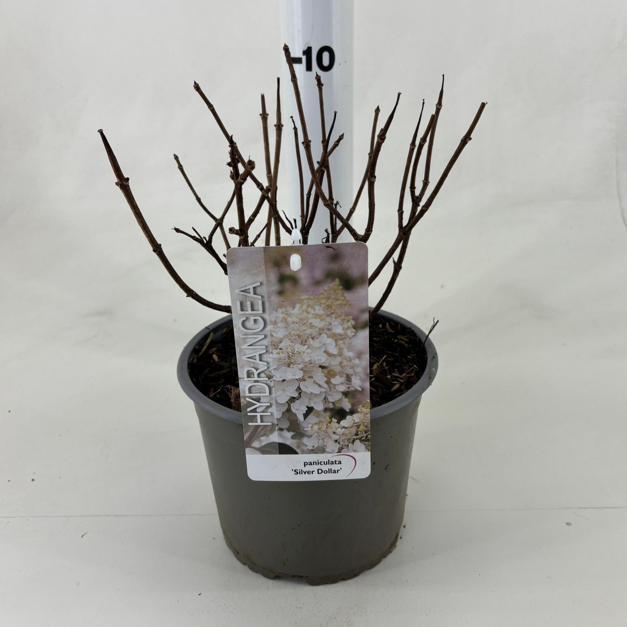 Hydrangea paniculata 'Silver Dollar', D 19