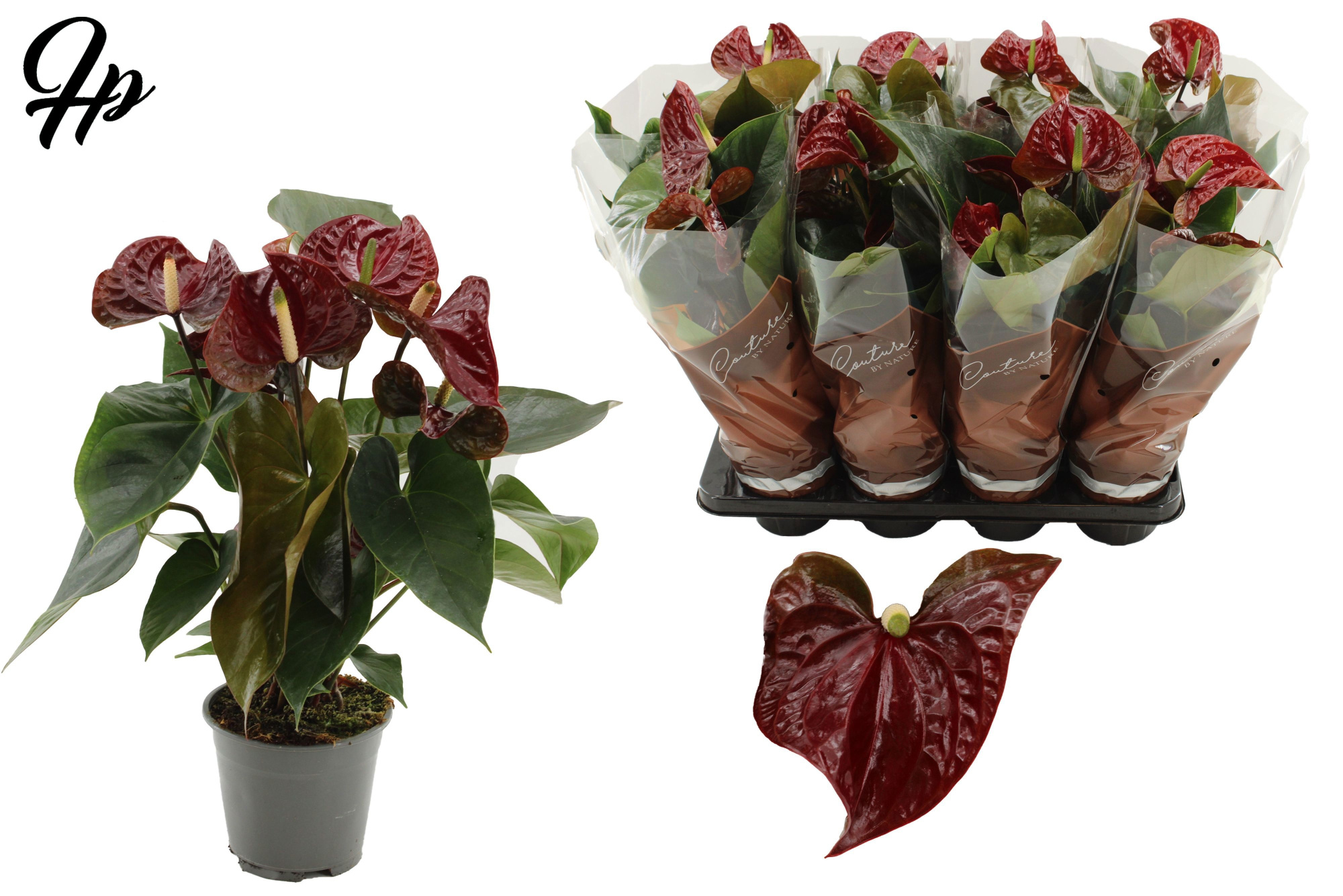 Anthurium 14 cm Tranquillo in Couture sleeve, D 14