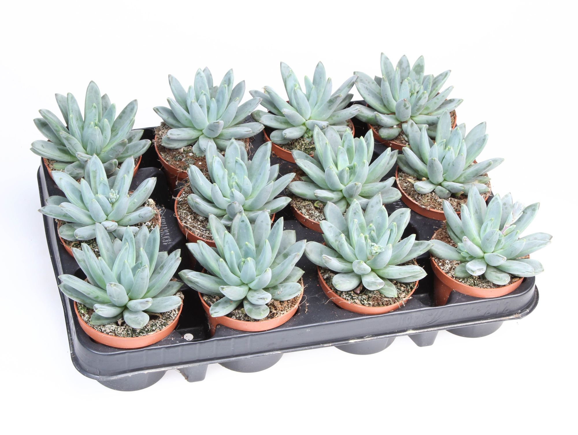 Echeveria hookerii, D 8,5